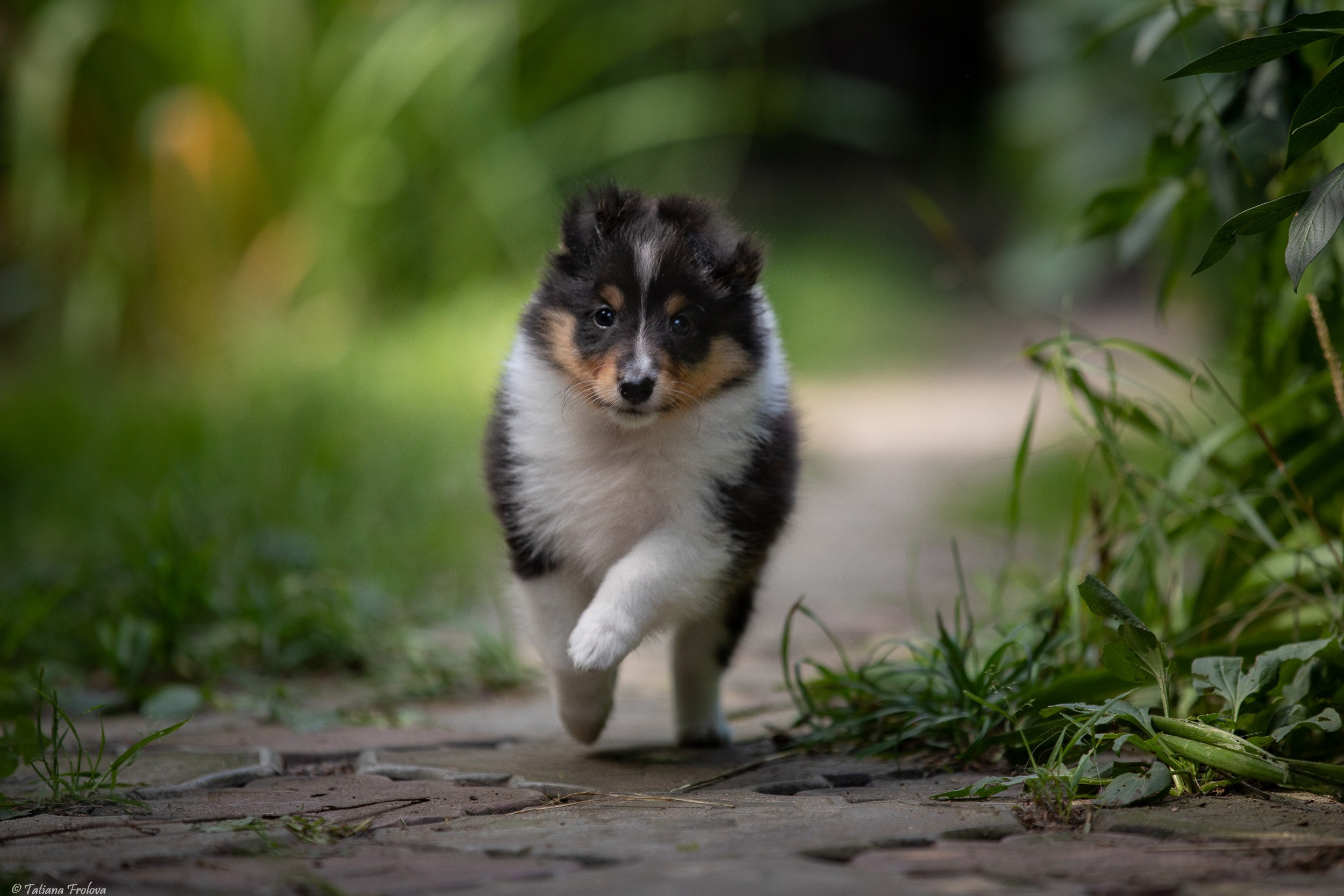 Фото помета щенков для продажи. Фотограф-анималист в Москве и Московской области Татьяна Фролова