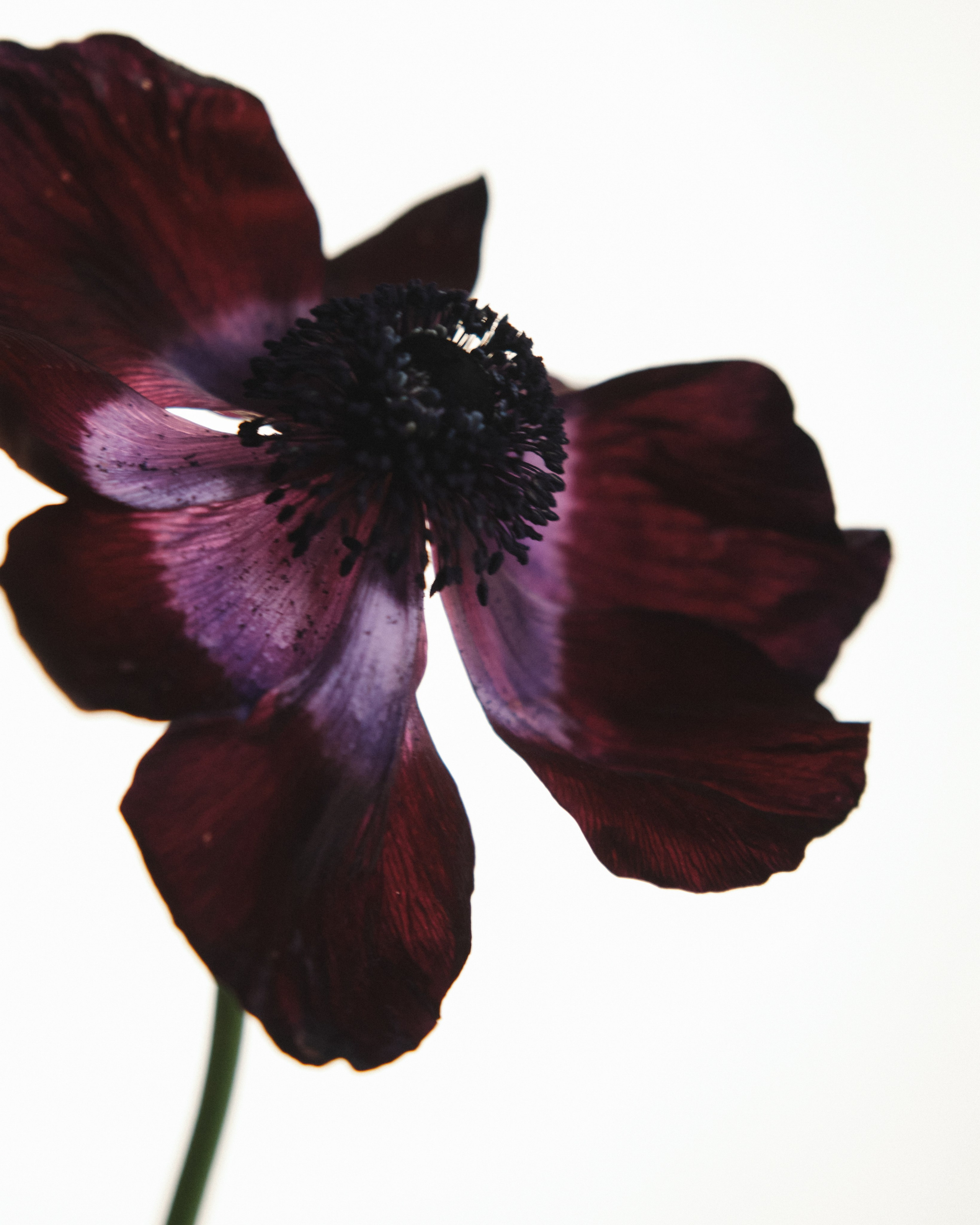 PLACE Anna. Алина Сушенцева фотограф