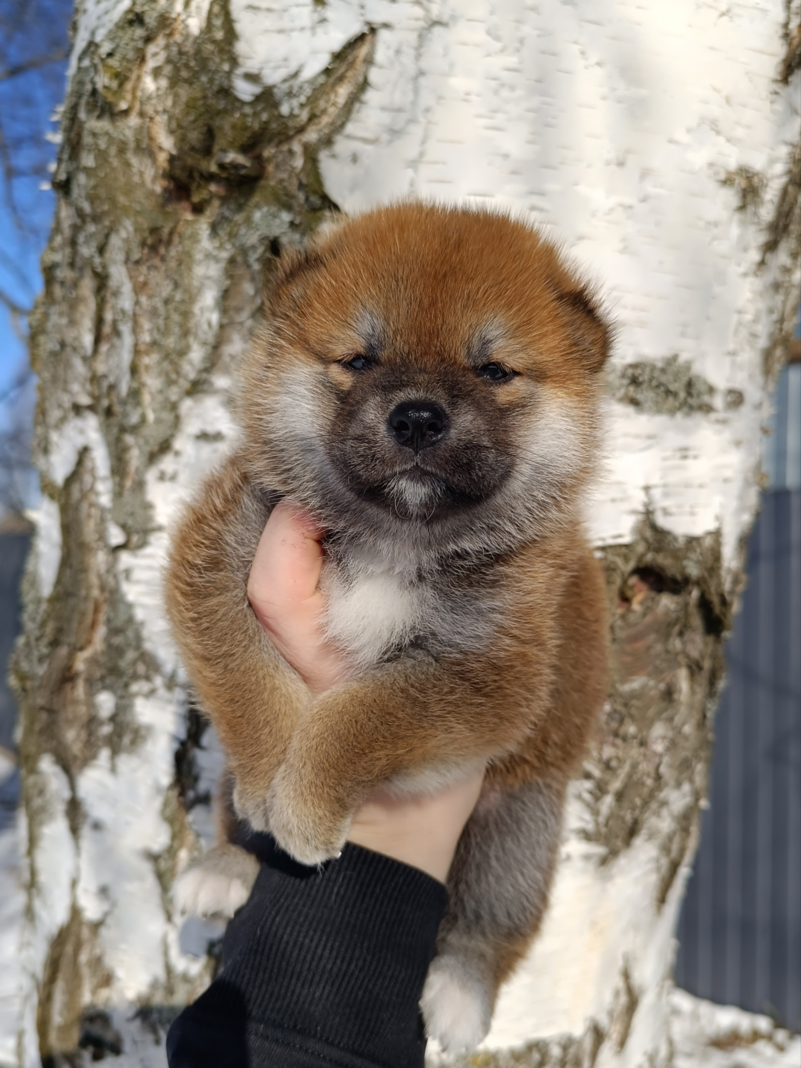 сиба питомник Рубилайт щенки на продажу rubylight  сиба щенки купить СПб Санкт-Петербург 