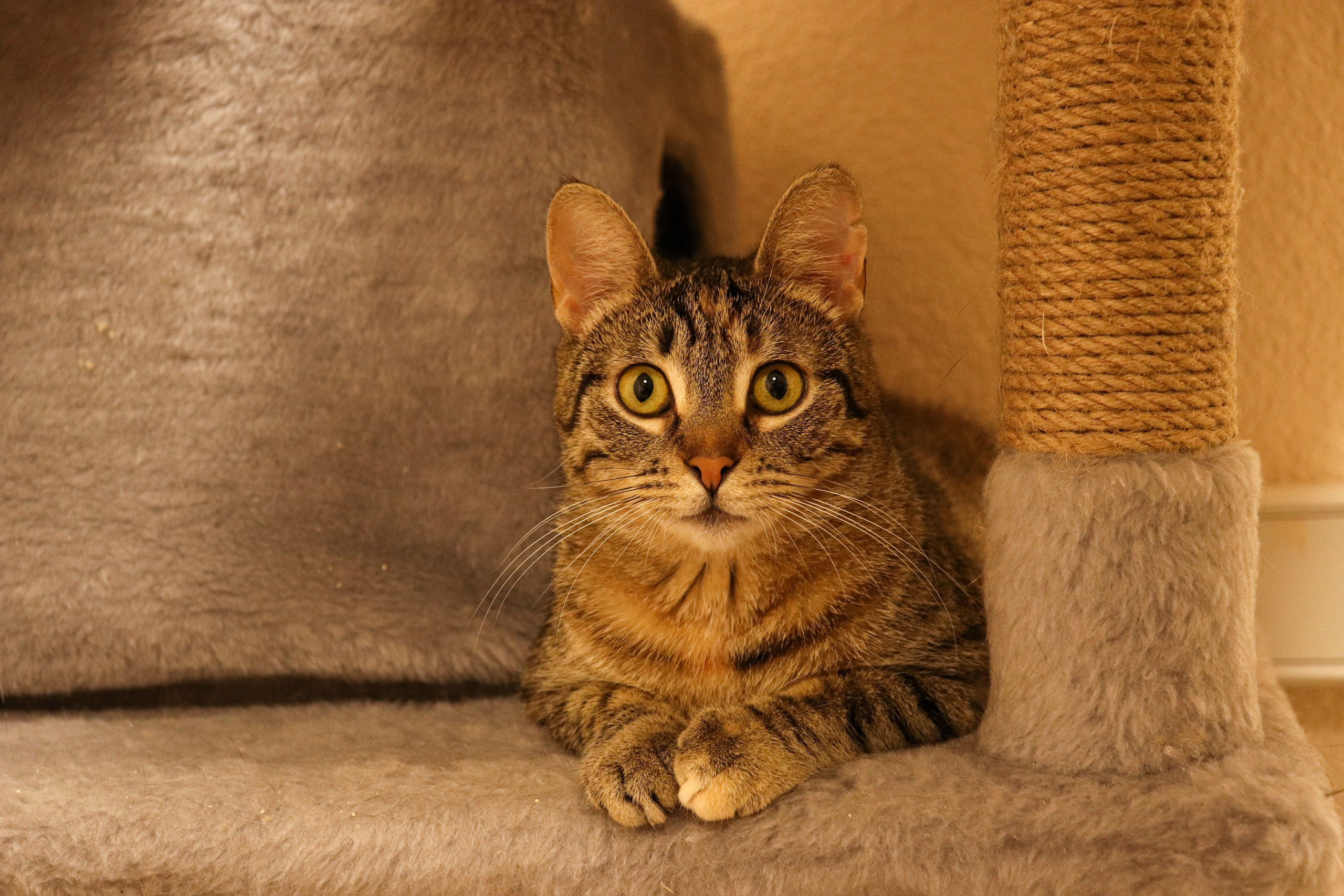 Петербургский дом кота (27 июня 2024). Ивентный фотограф в Санкт-Петербурге Олег Комков