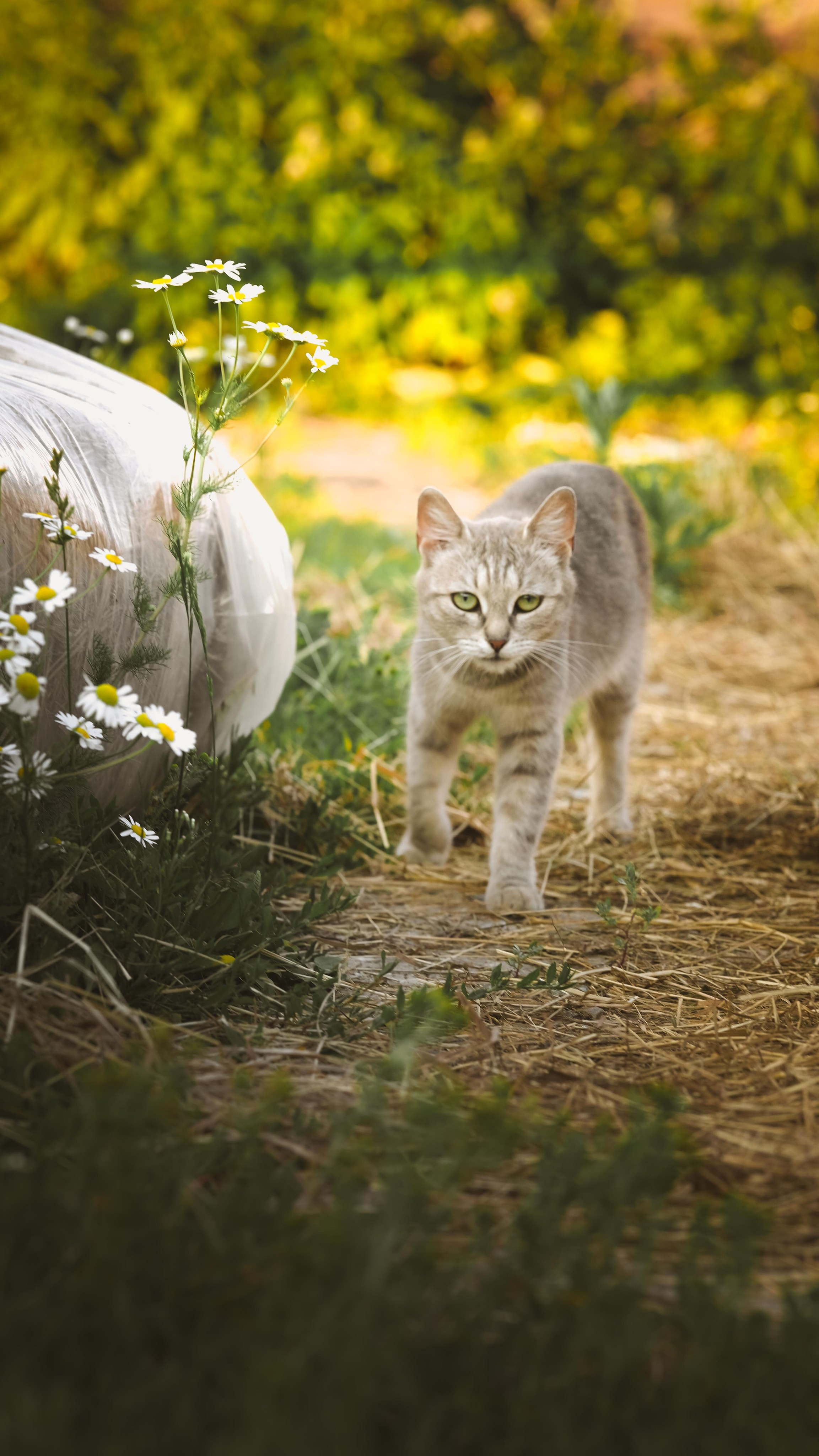 Животные и птицы. KRUTOVA_фотографирую жизнь