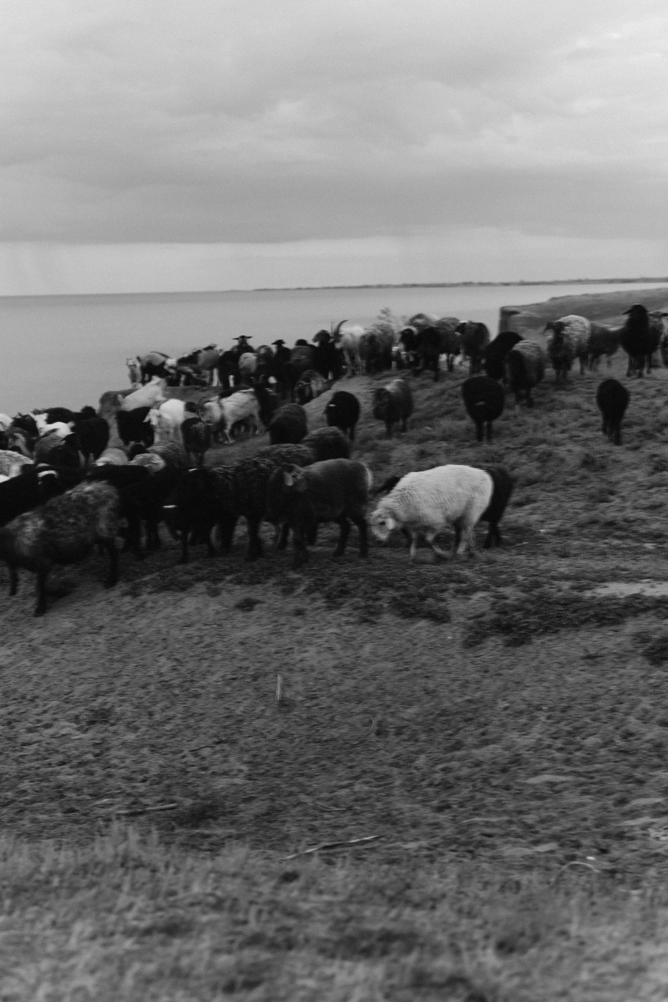 Макс и Даша. Ланемец Юлия — фотограф Волгоград/Волжский