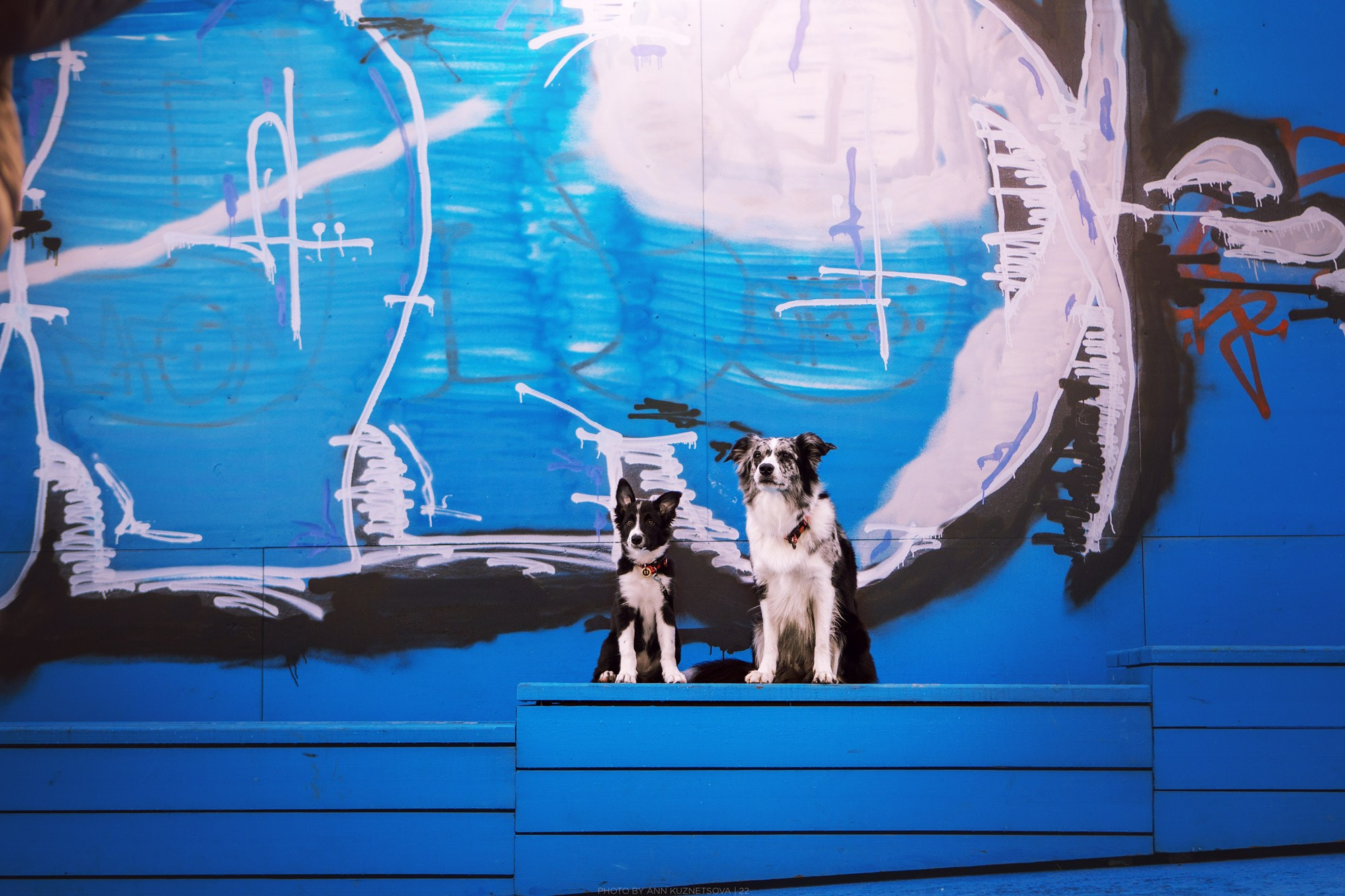 Оди и Юки. Фотограф анималист Кузнецова Анна Нижний Новгород