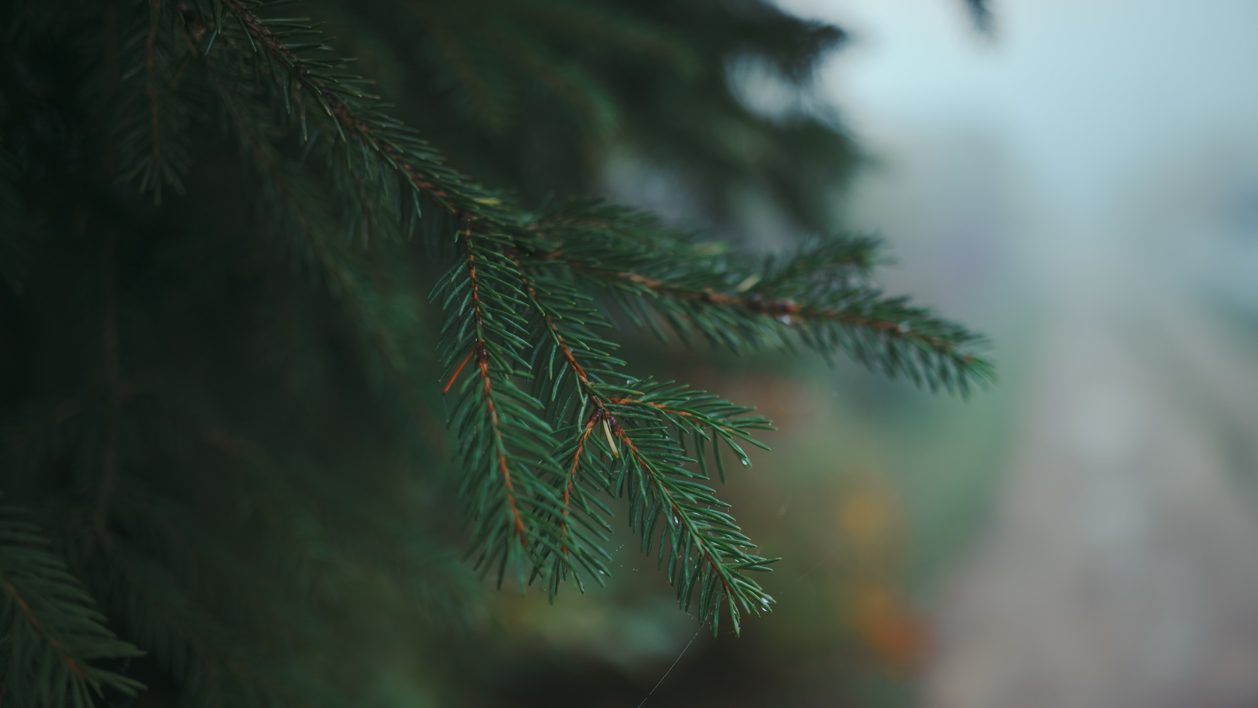 Туманное утро. Komonev