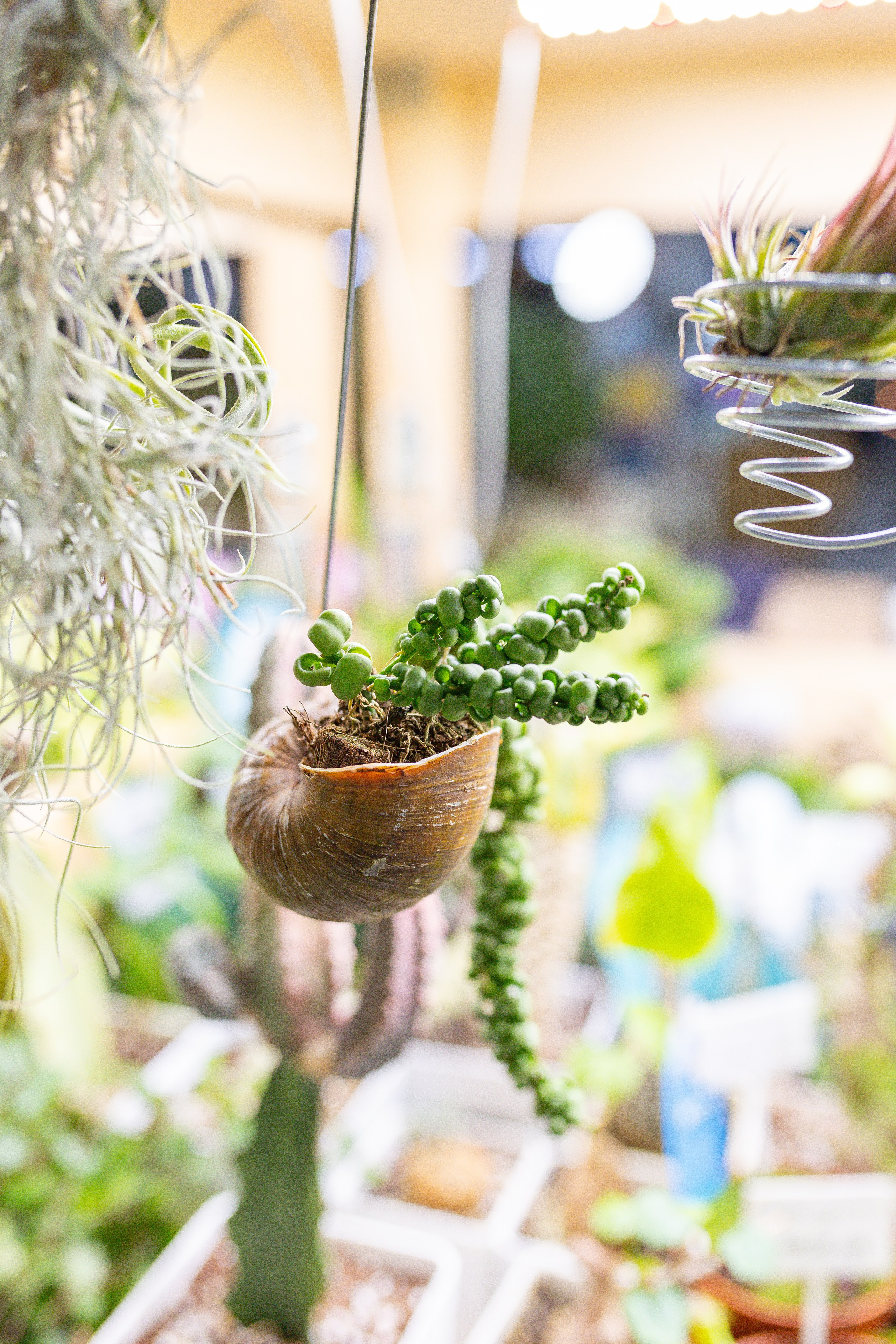 Орхидиум 12.2025. Александра Куликова фотограф, Москва