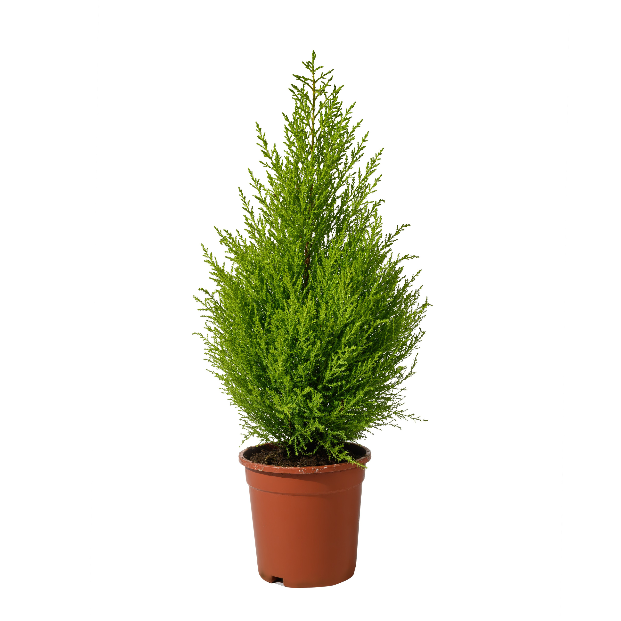 Аквариум. Предметный фотограф в Краснодаре Вера Капитанова. Предметная съёмка