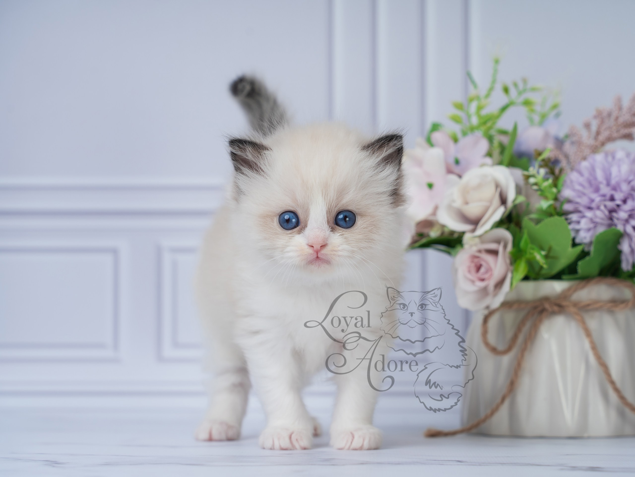 Котята рэгдолл от Loyal Adore. Питомник рэгдолл Loyal Adore