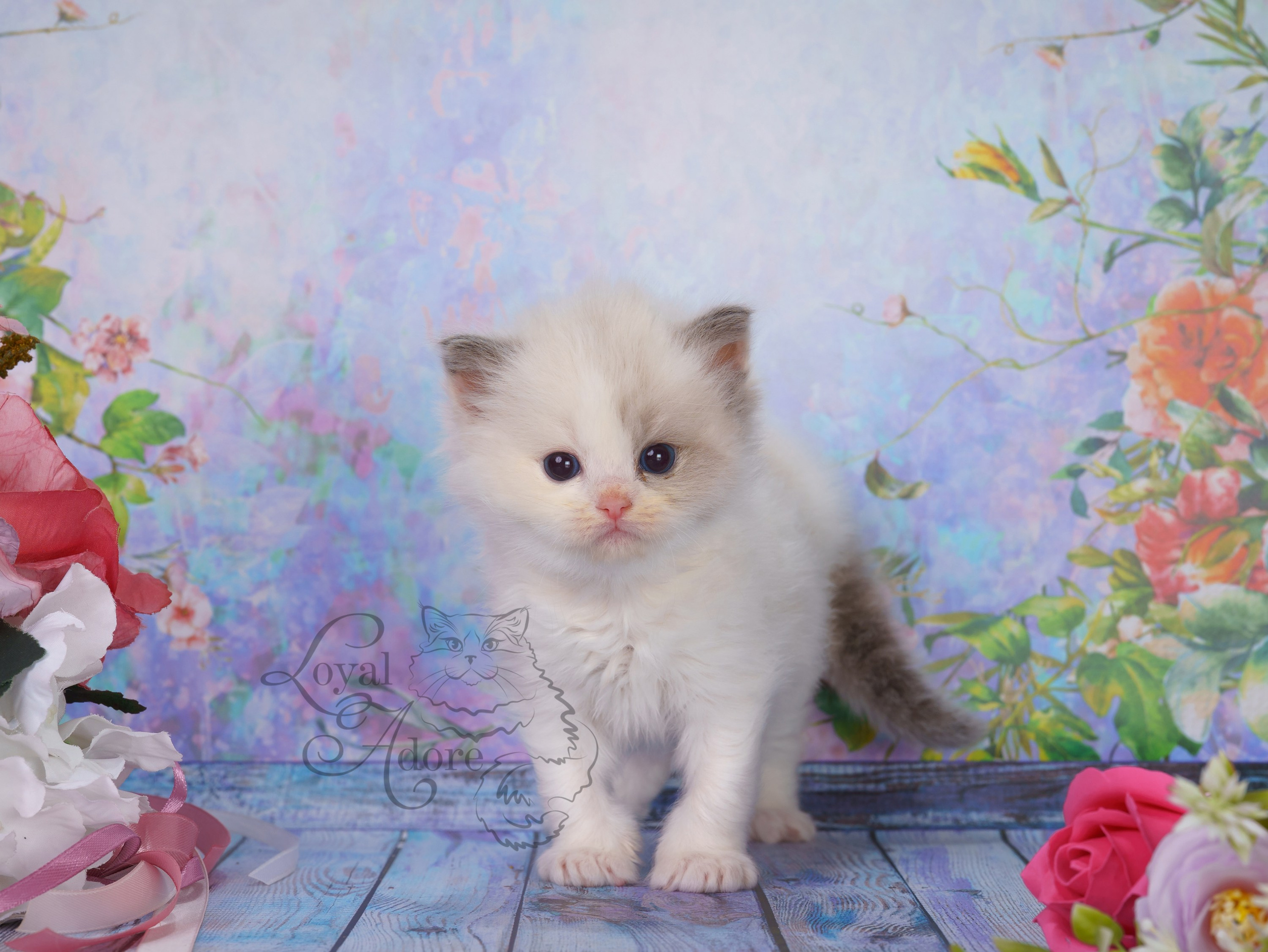 Котята рэгдолл от Loyal Adore. Питомник рэгдолл Loyal Adore