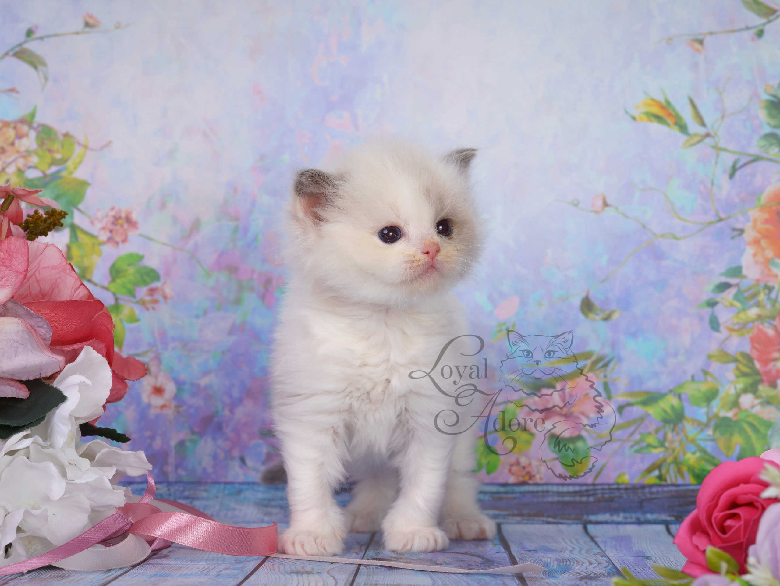 Котята рэгдолл от Loyal Adore. Питомник рэгдолл Loyal Adore