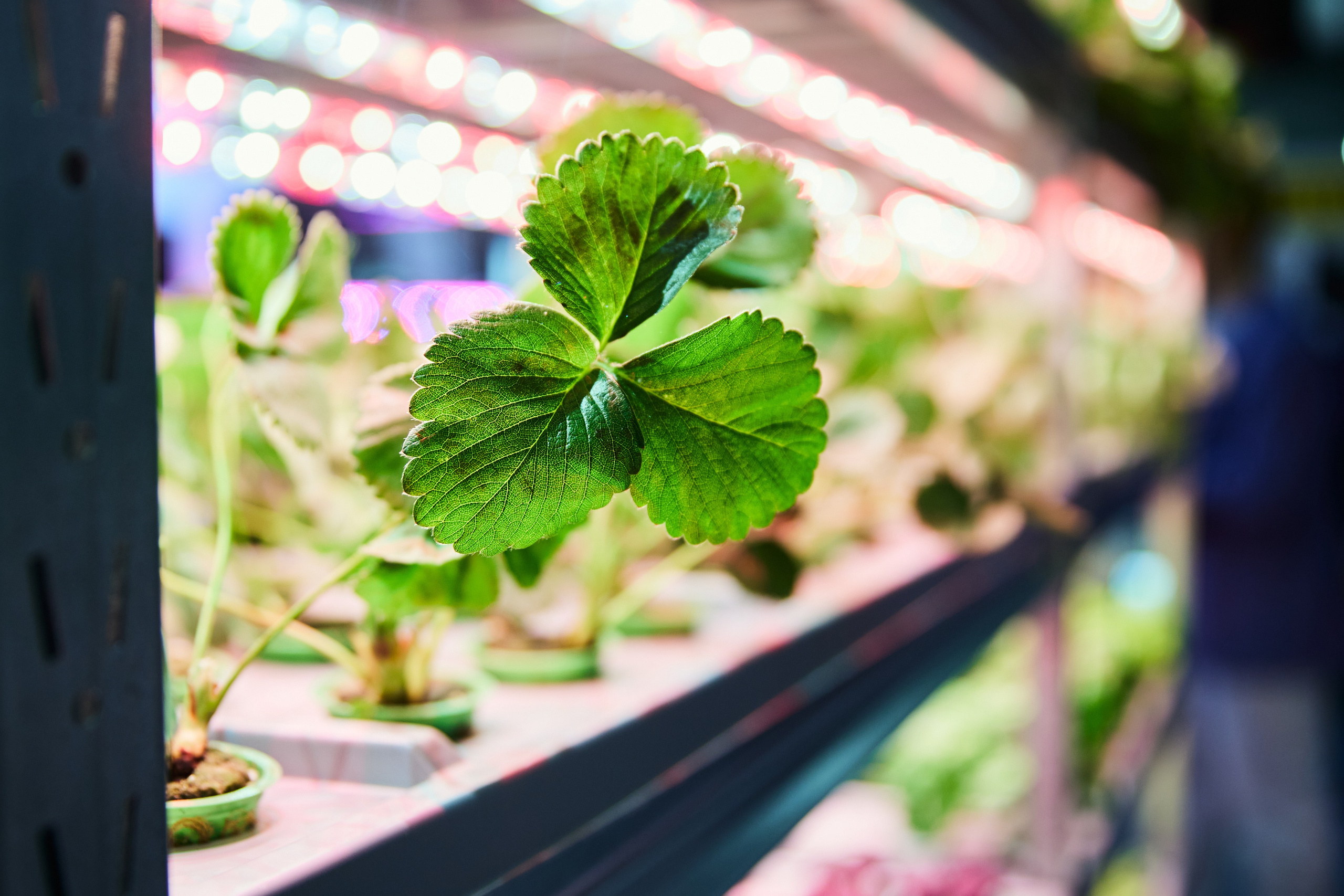 35. Фотограф Недорез Александр в Москве. Репортаж на ваших мероприятиях