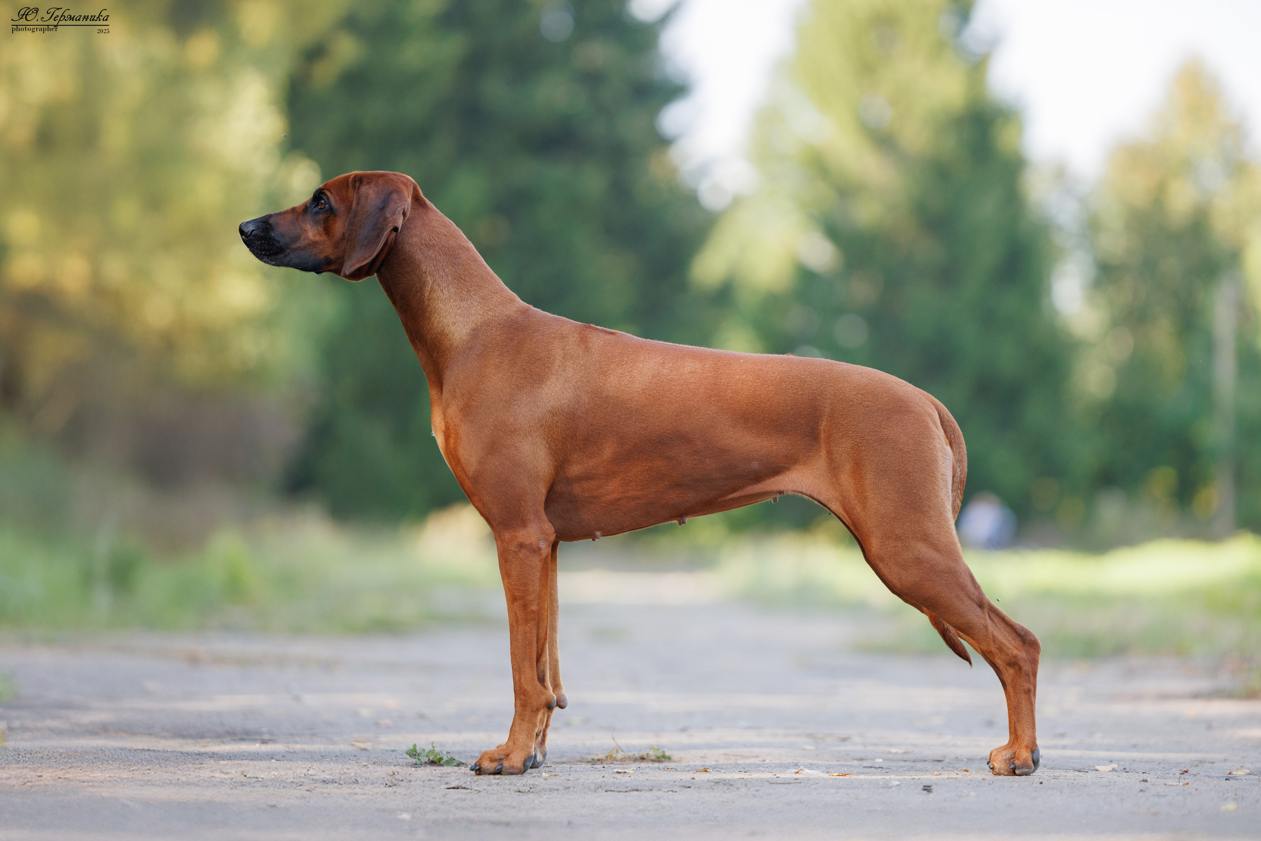 Тверь 10.08.2025. Фотограф-анималист Юлия Германика