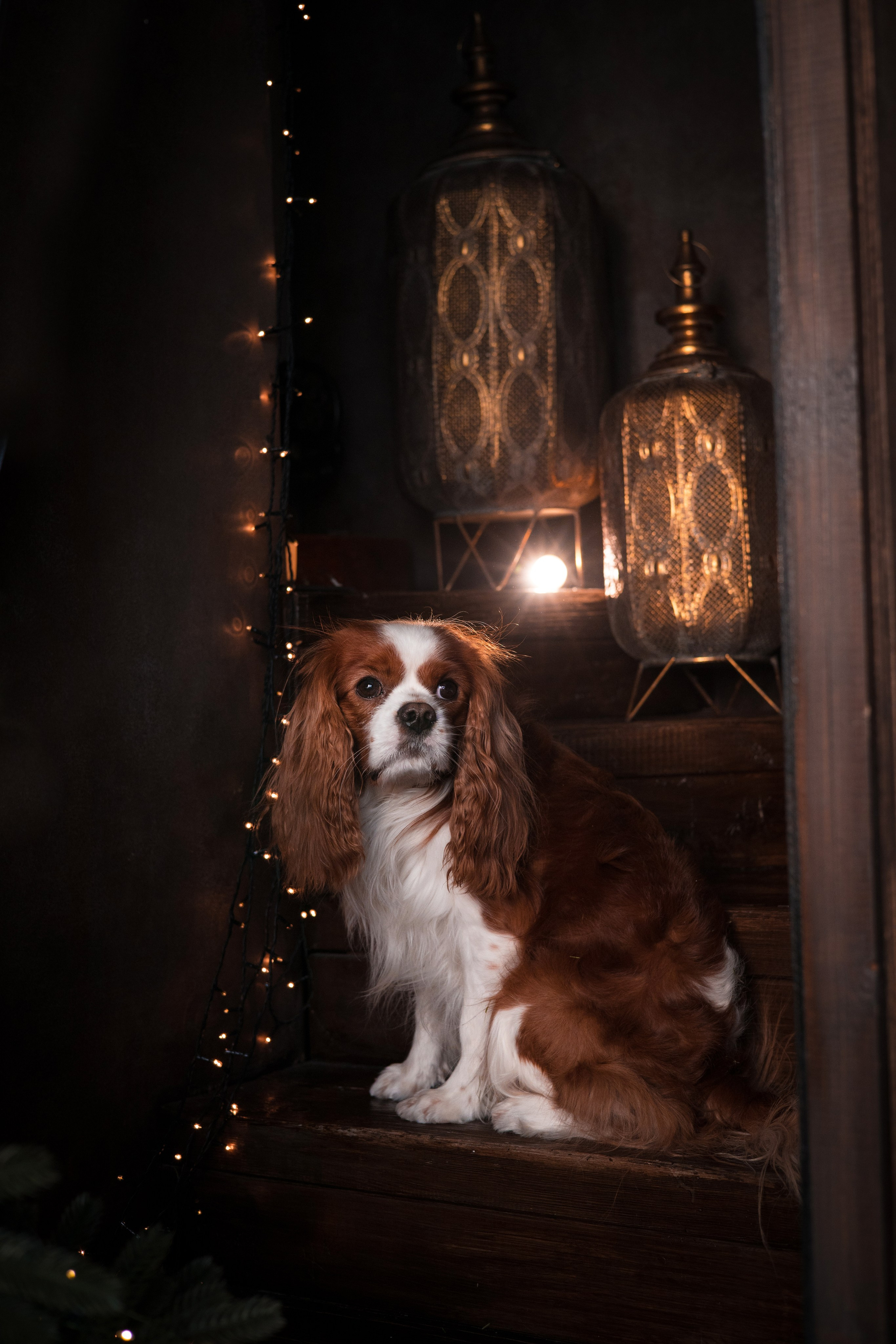 Портфолио. Фотограф-анималист в Екатеринбурге Марина Шишкина