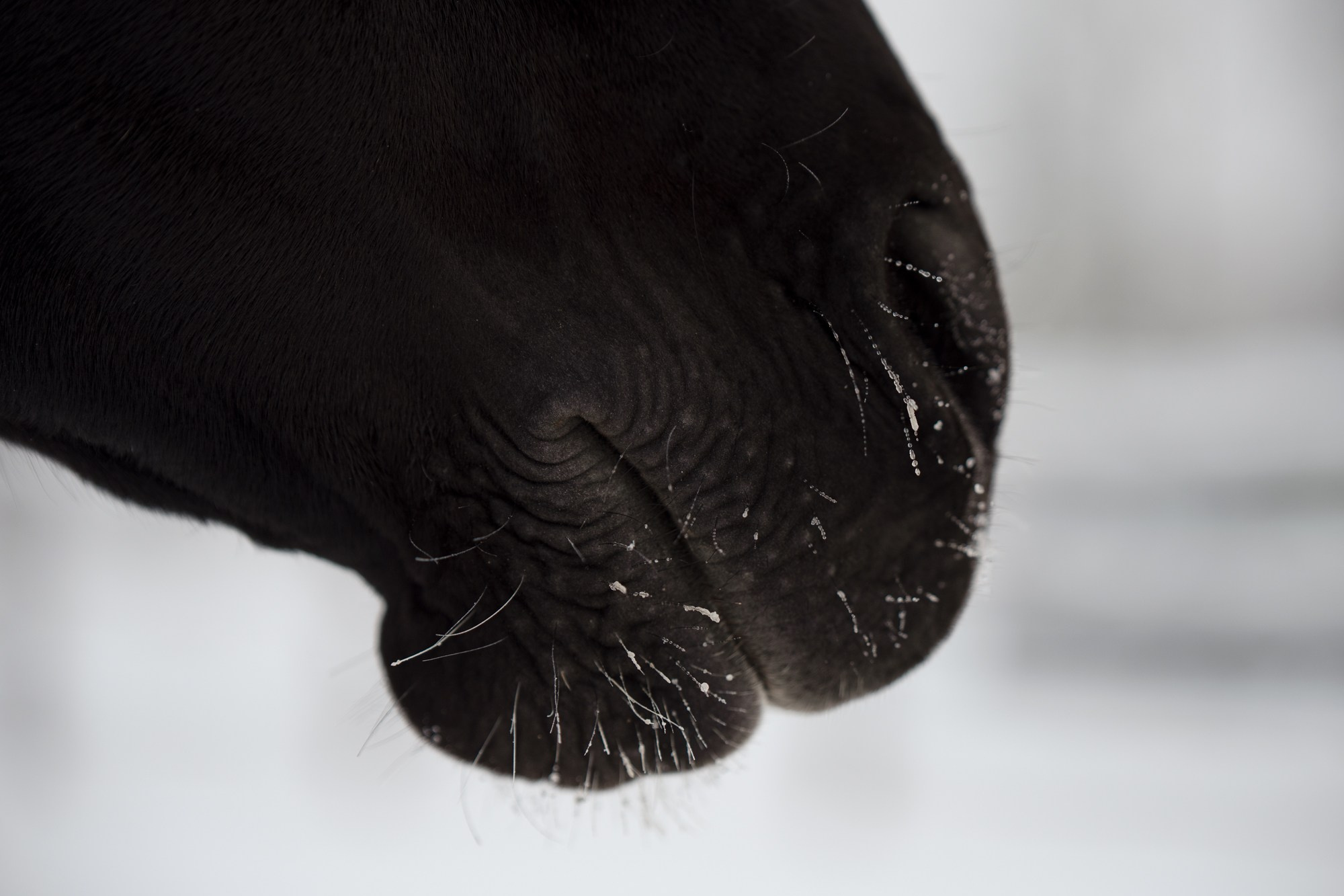 Портрет лошади, лошадь, конь, фото лошади, фотография лошади, конный фотограф, съемка лошадей, фотограф лошадей, конная фотография, конный фотограф, конный фотограф в спб, профессиональный фотограф спб, фотограф спб, ахалтекинец, рысак, спортивная лошадь, конный клуб, фотосессия с лошадьми, тракененская лошадь, зима, лошадь зимой, пейзаж, зимний лес свободные лошади, орловец, орловский рысак, орловская рысистая порода, новый год, новогодняя фотосессия, съемки с лошадьми, фото с лошадью, пони, шетленд, шетлендский пони