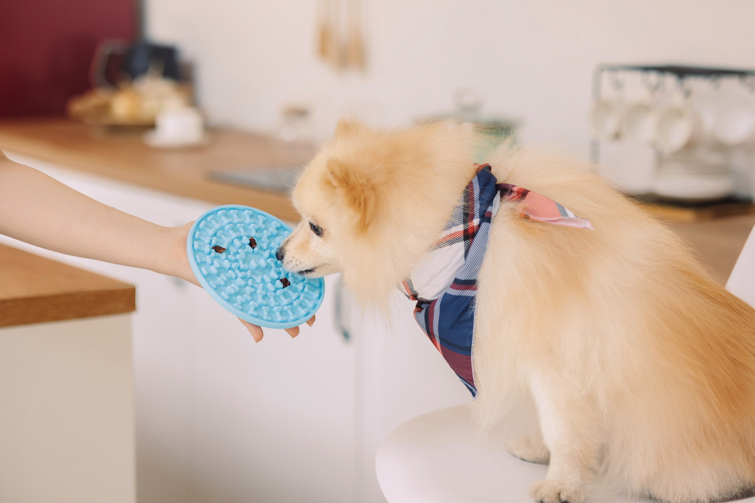 Магазин Friend of mine. Фотограф-анималист Елена Радченко, Москва