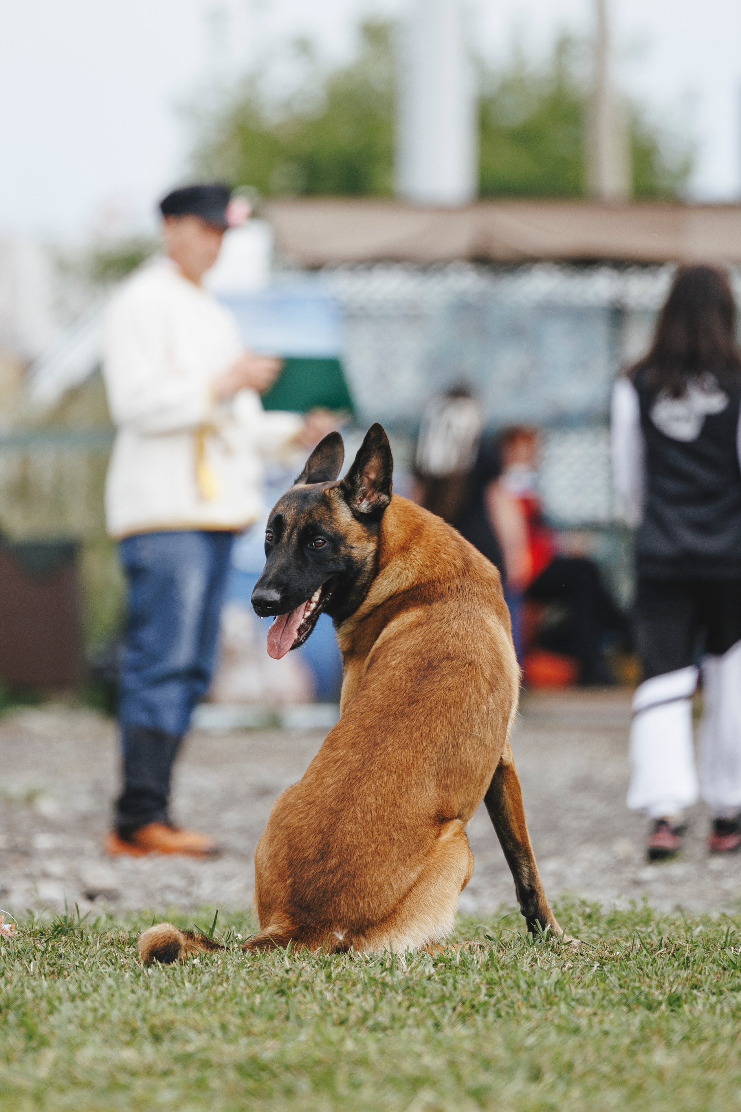 08.08.25-10.08.25 ЧР по мондьорингу г. Вологда. Фотограф-анималист Анна Маринич