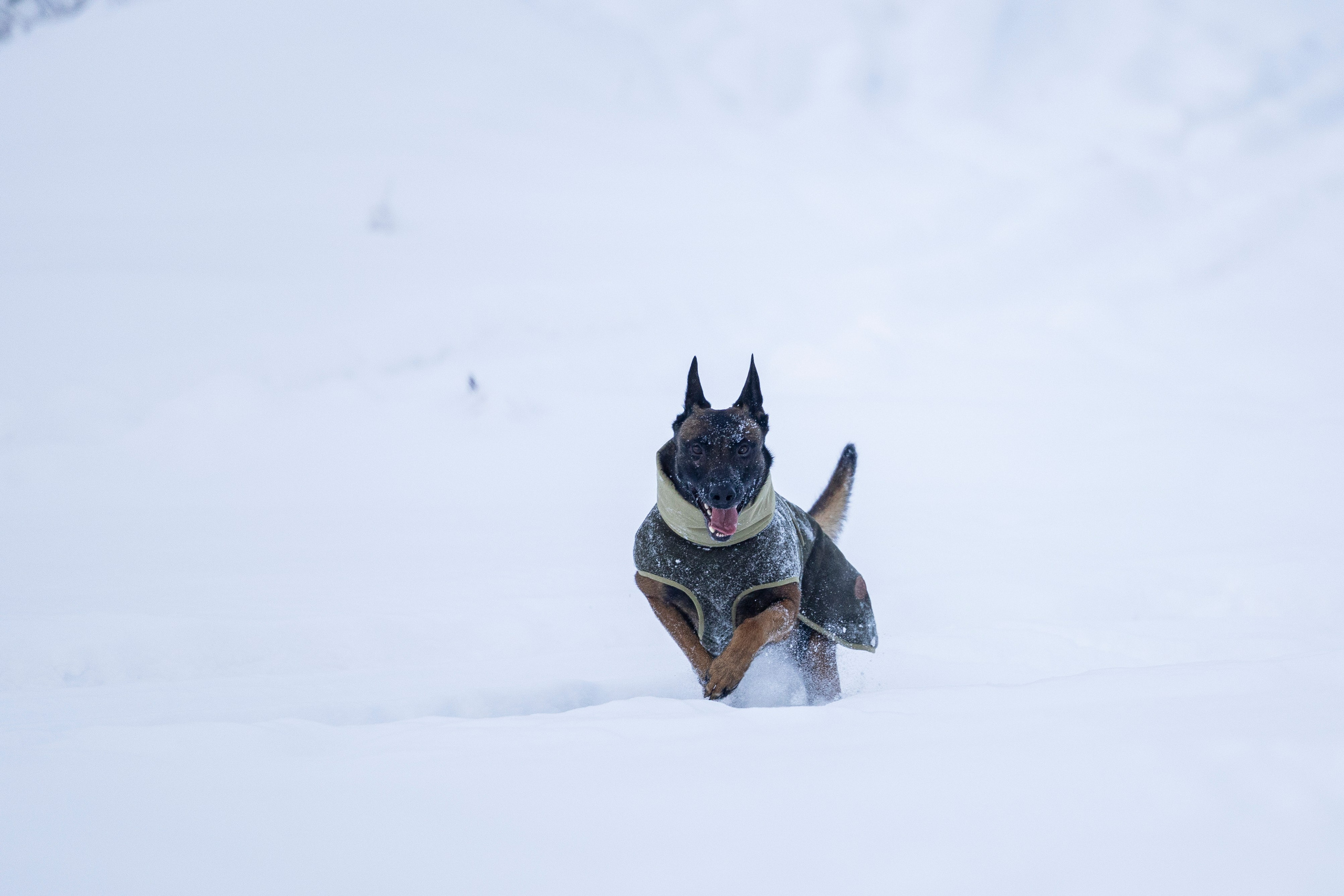 Брейвхунд. Фотограф-анималист Анна Маринич
