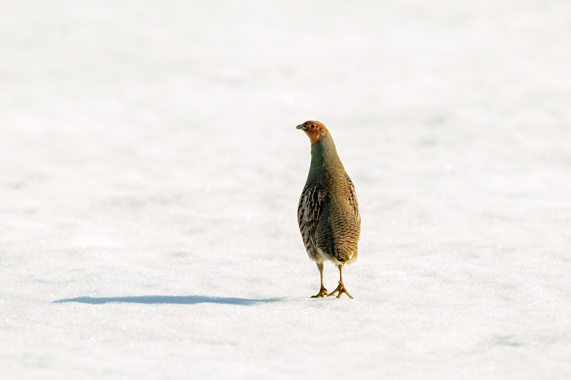 Удивительные мир птиц. Вокруг нас столько прекрасного — присмотритесь!. Ваш личный фотограф Марина Волкова