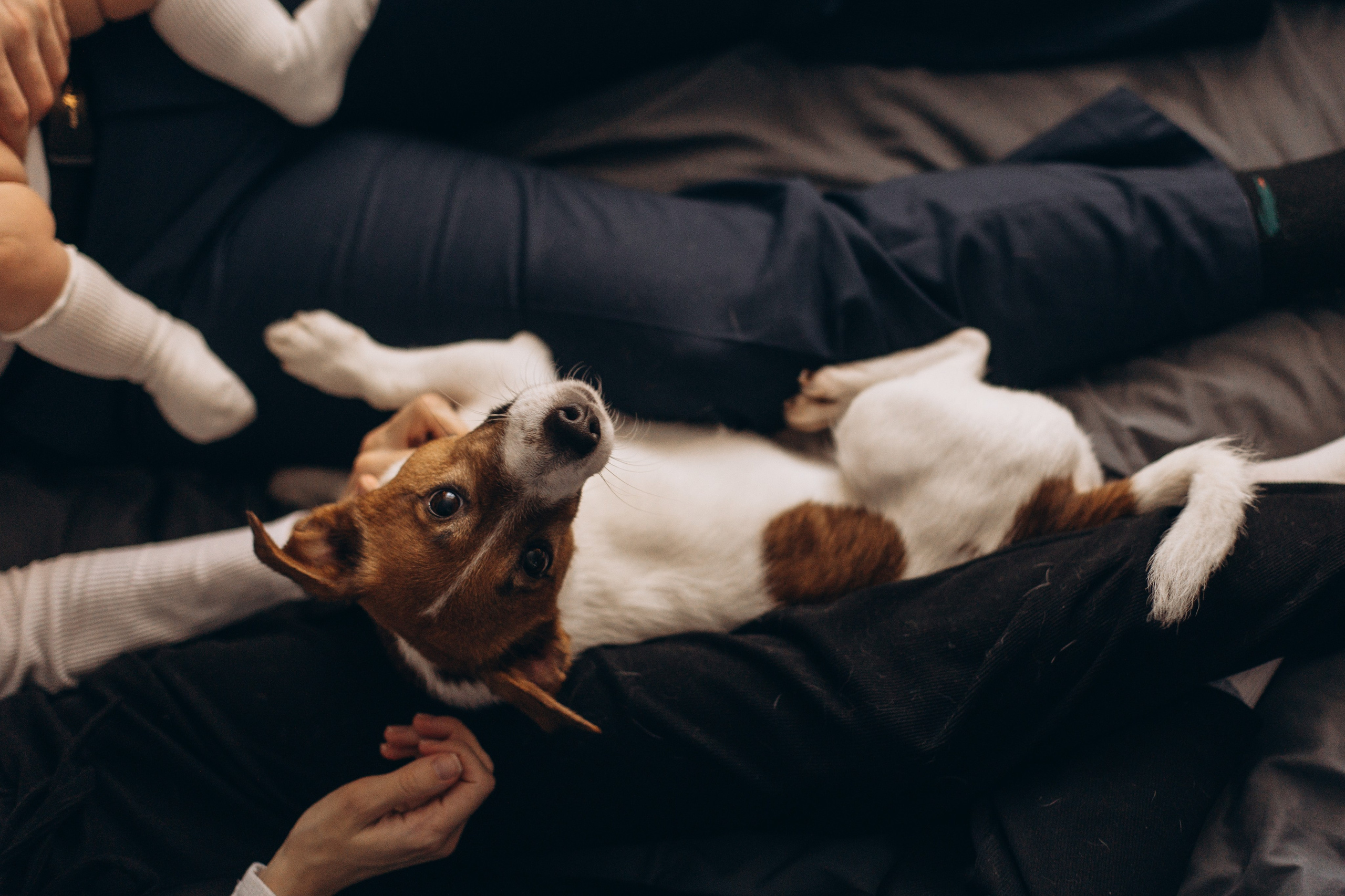 Джой и его семья. Фотограф — Анималист | Санкт-Петербург