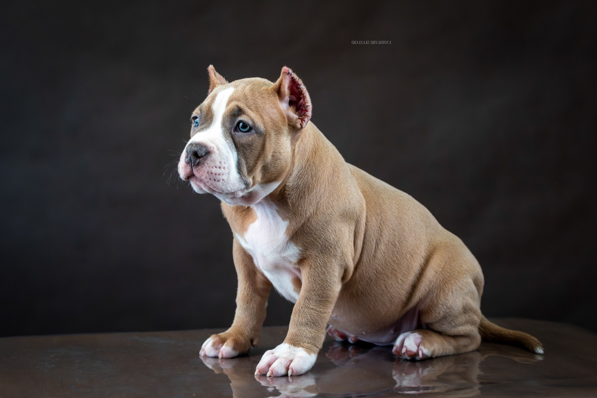 Американский булли!. Фотограф 📸 анималист, предметный, репортажный