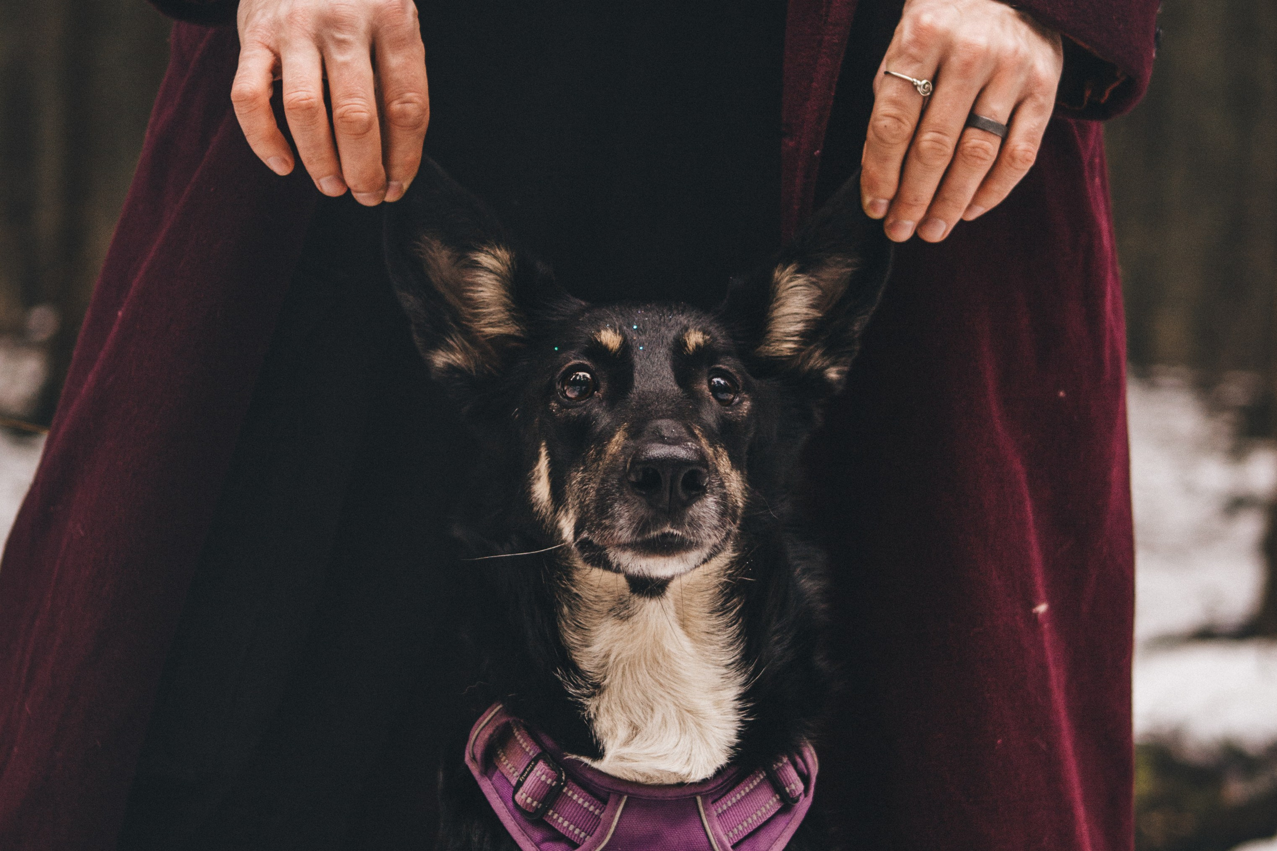 A cinematic tale of true love and unbreakable friendship between a man and a dog. Portrait, family and pet photographer in Cyprus, Ksenia Bourdelle