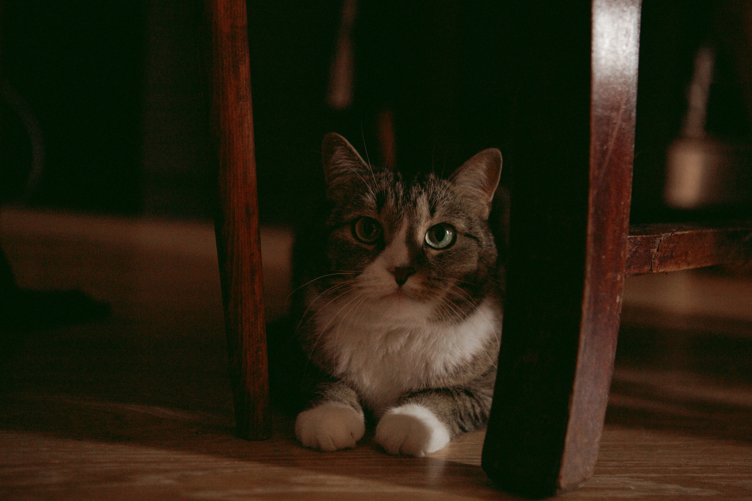 Elya and Pasha. Portrait, family and pet photographer in Cyprus, Ksenia Bourdelle