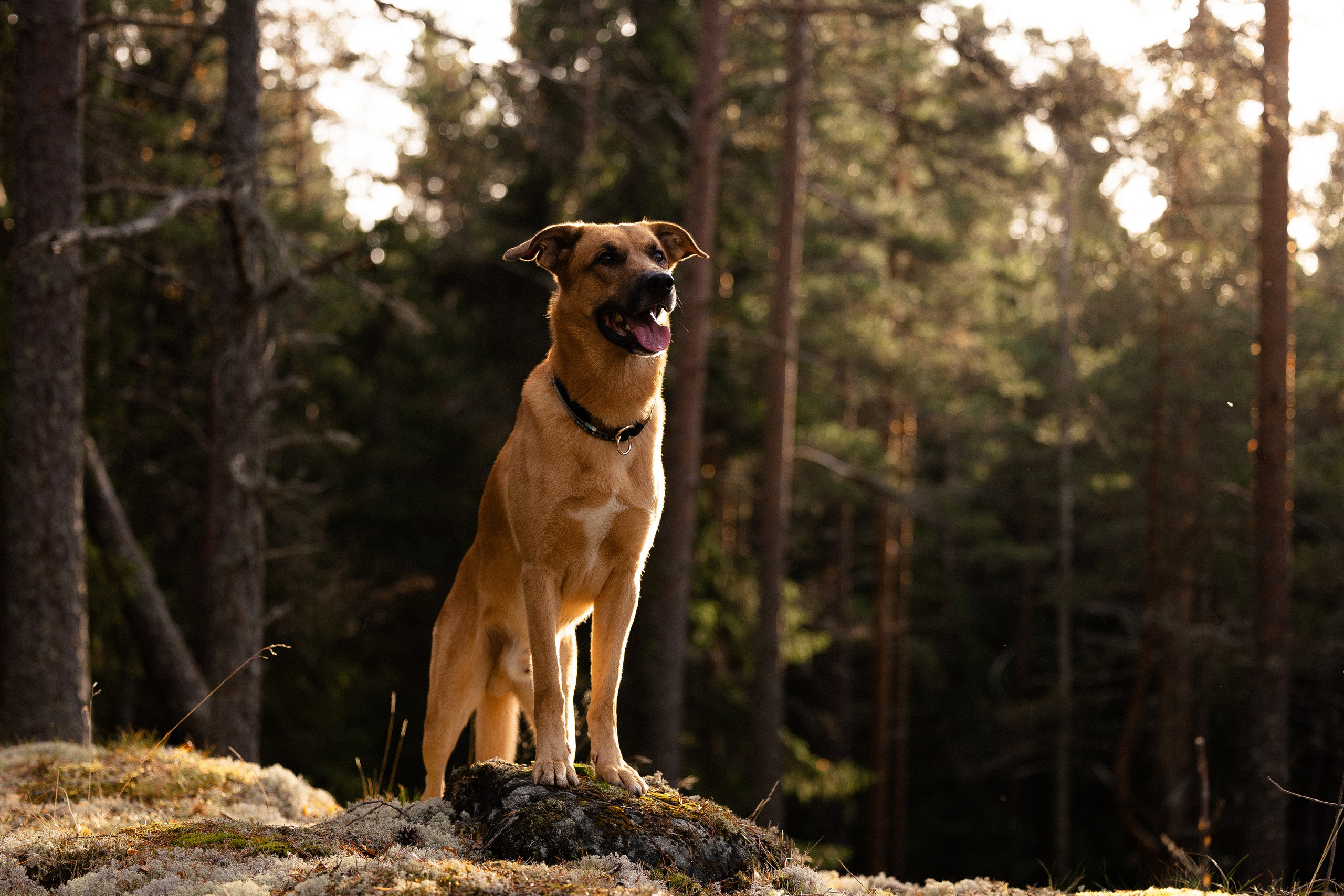 Karelia. Фотограф и видеограф анималист Аганина Дарья