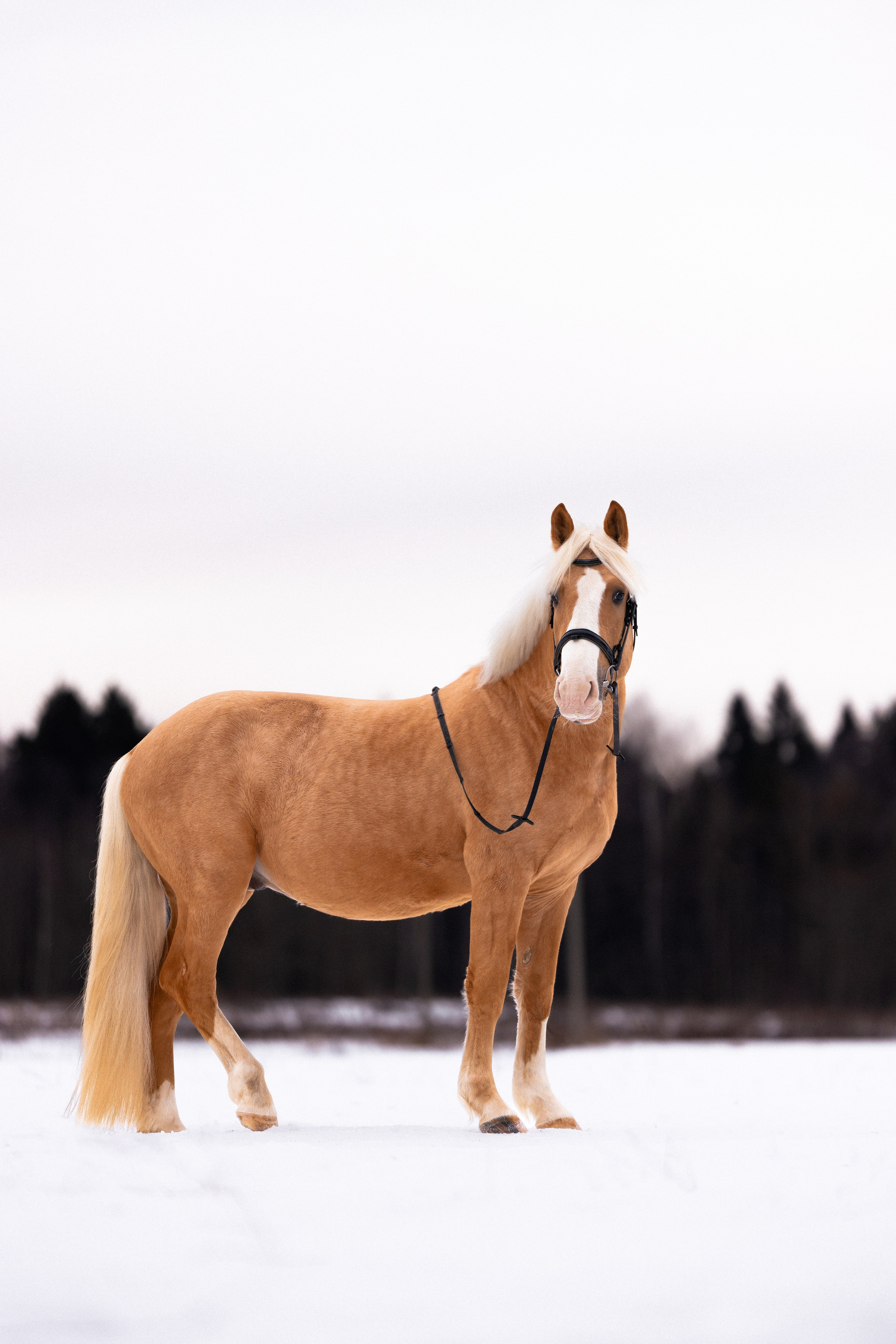 Бейкер. Фотограф и видеограф анималист Аганина Дарья