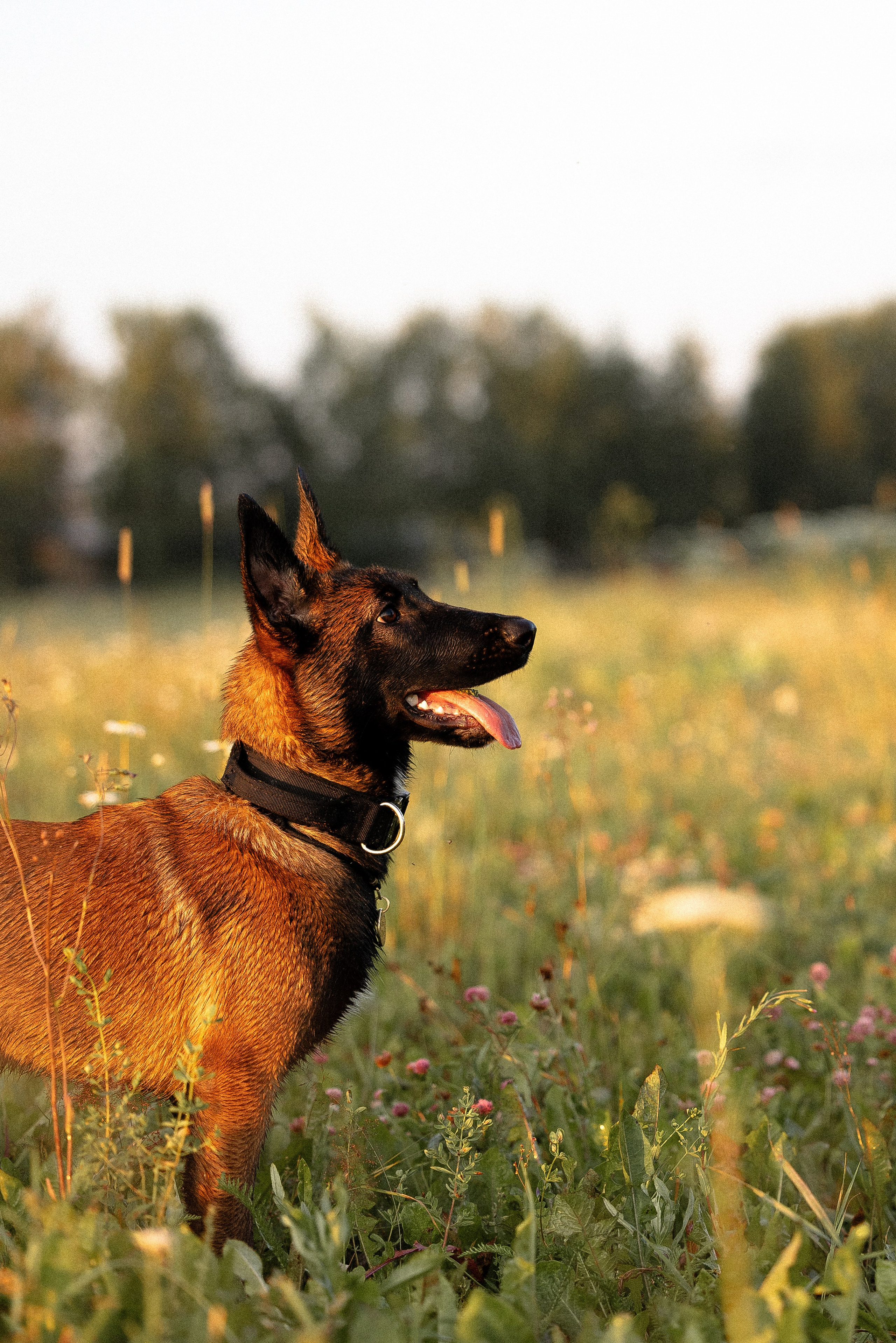 Галина и Лоя. Фотограф и видеограф анималист Аганина Дарья