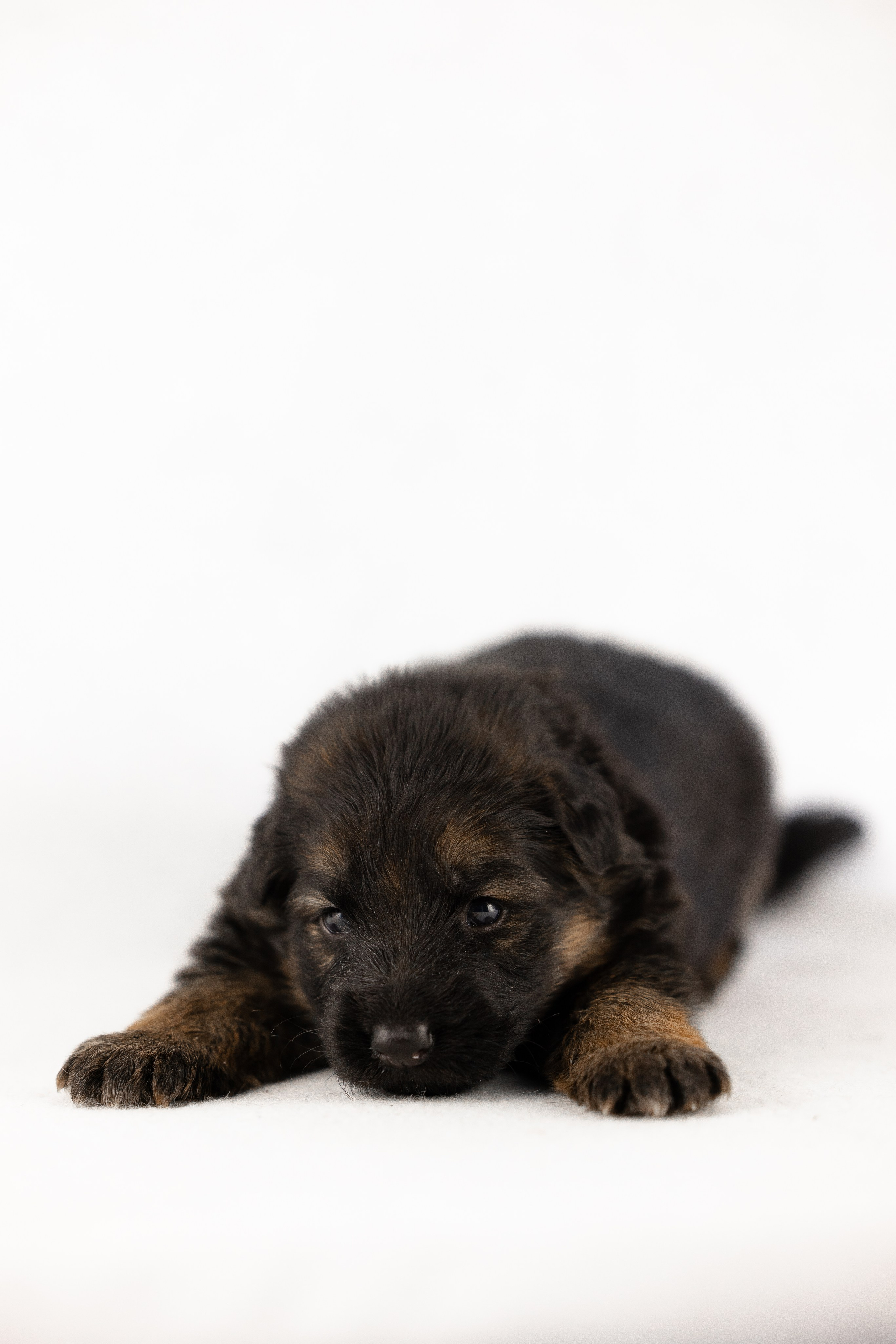 Немецкая овчарка. Фотограф и видеограф анималист Аганина Дарья