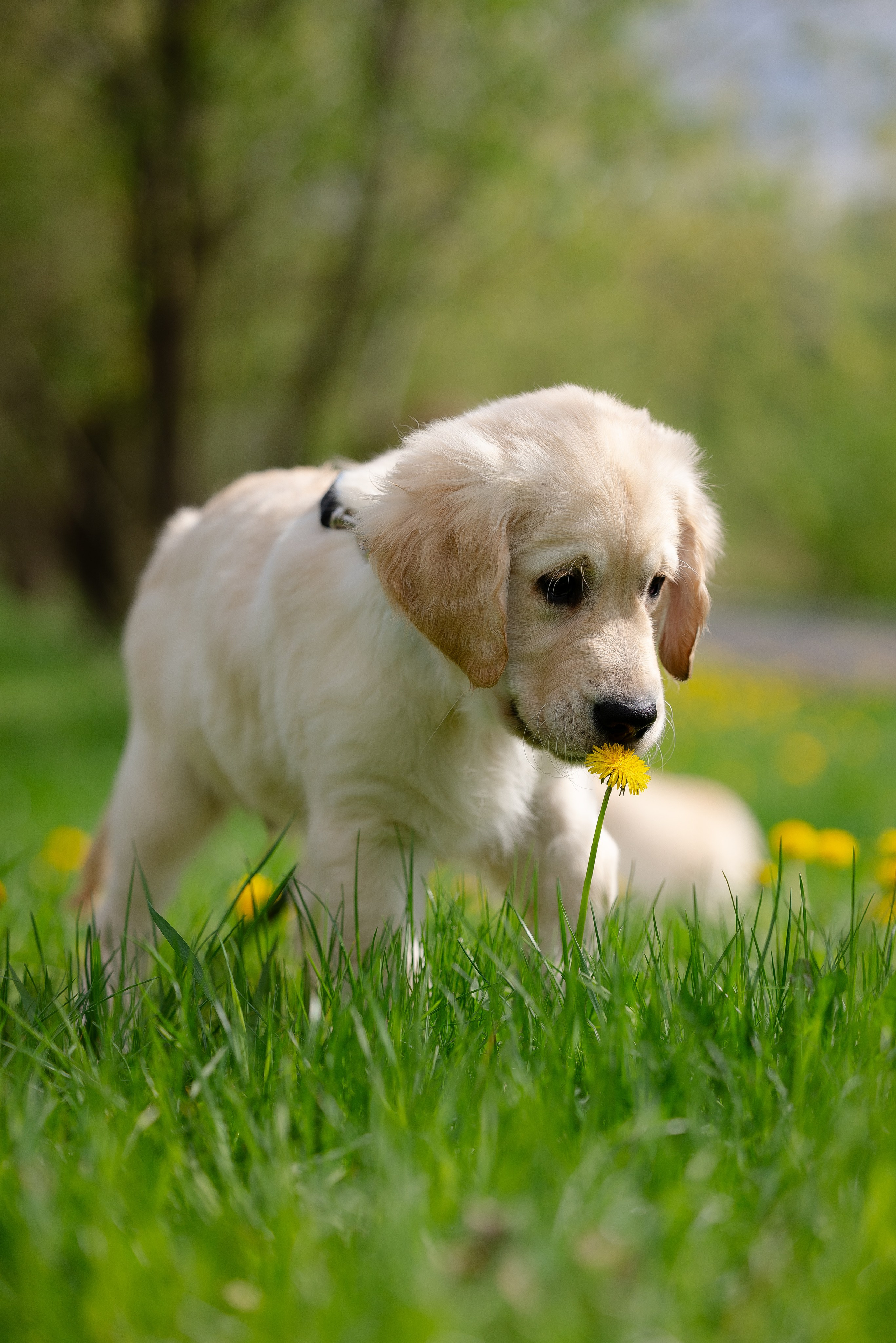 Голден ретривер. Фотограф и видеограф анималист Аганина Дарья