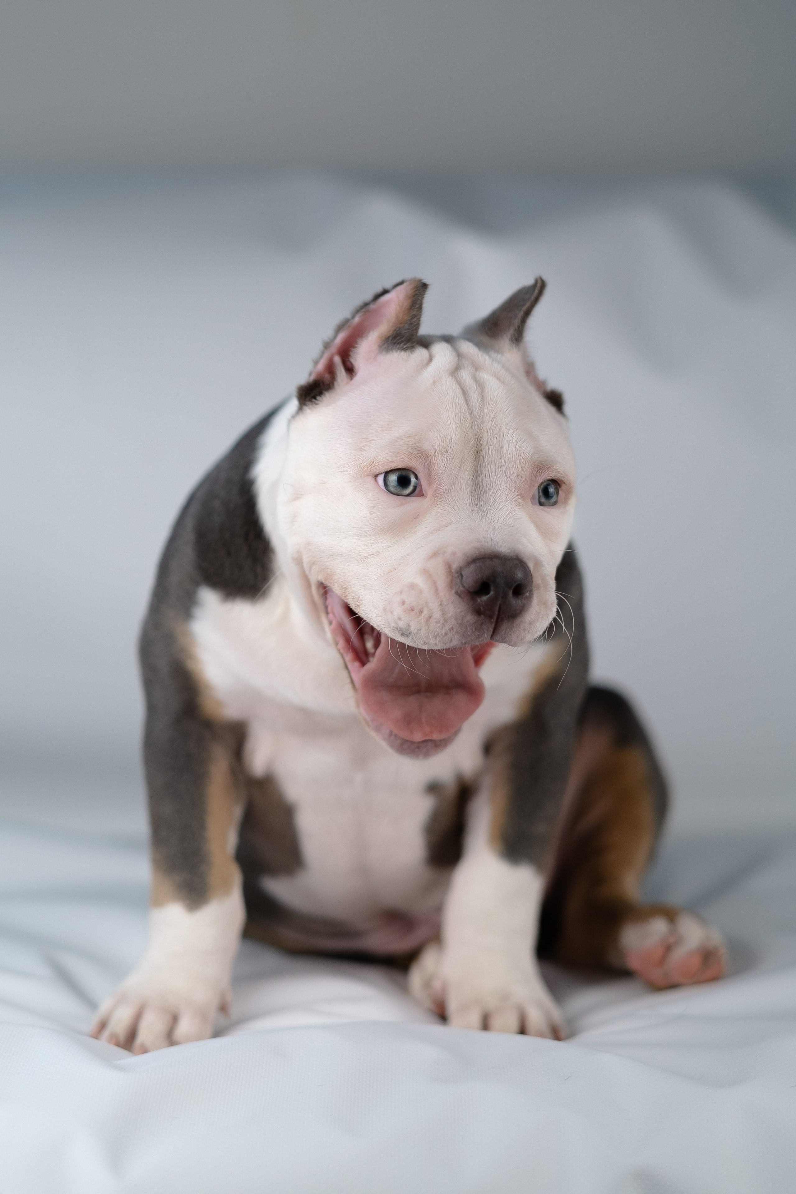 Зевс. Фотограф и видеограф анималист Аганина Дарья