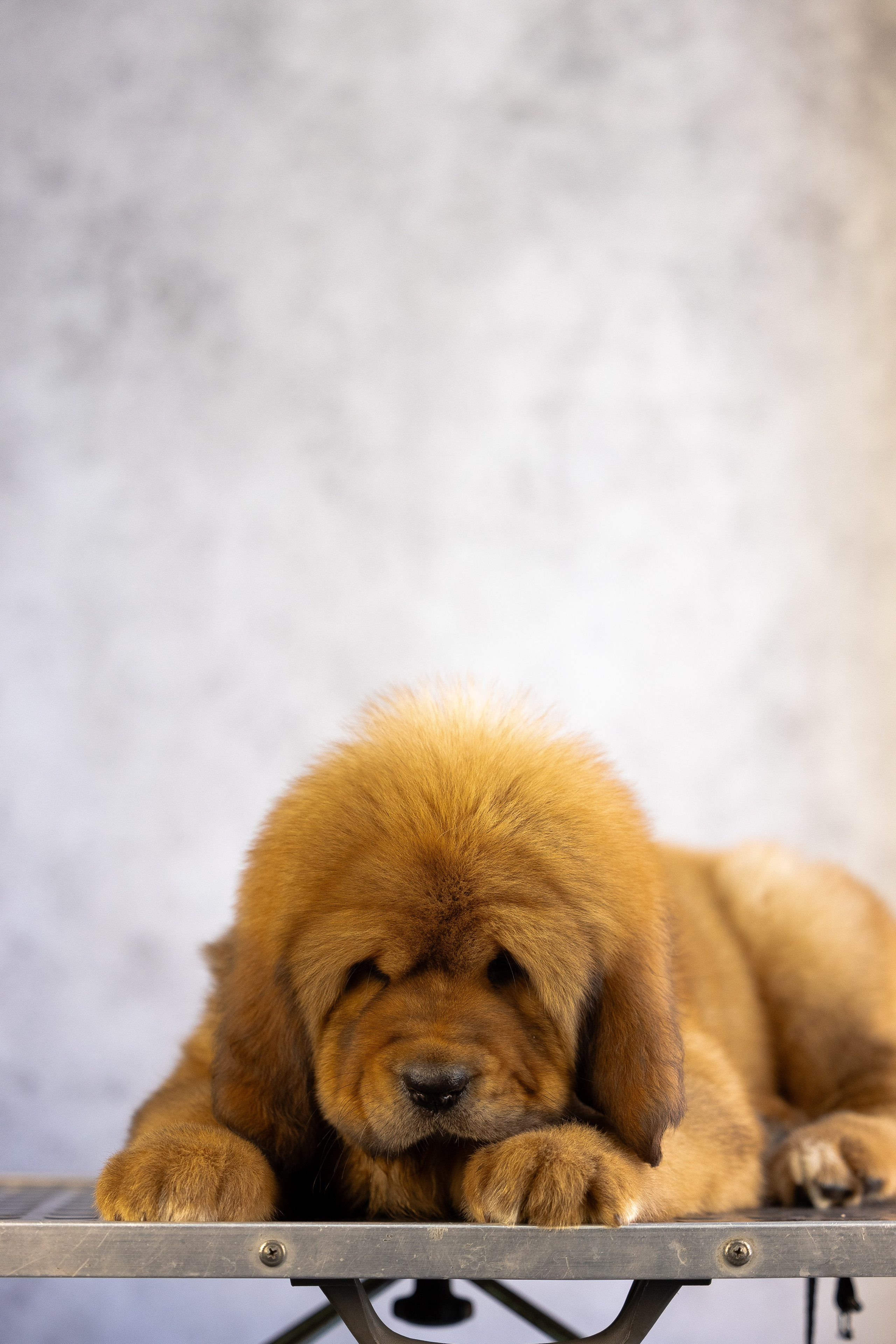 Тибетский мастиф. Фотограф и видеограф анималист Аганина Дарья