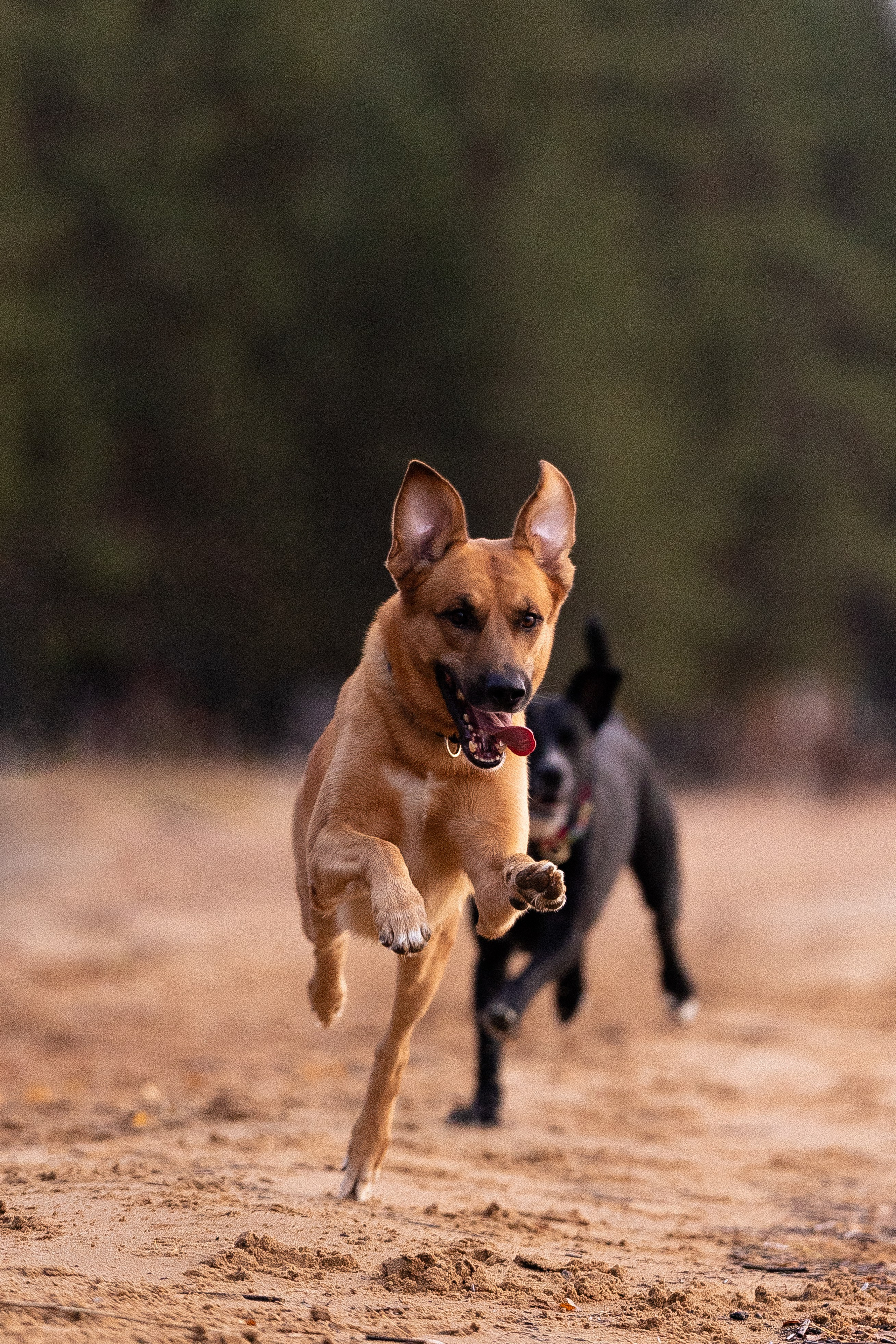 Karelia. Фотограф и видеограф анималист Аганина Дарья