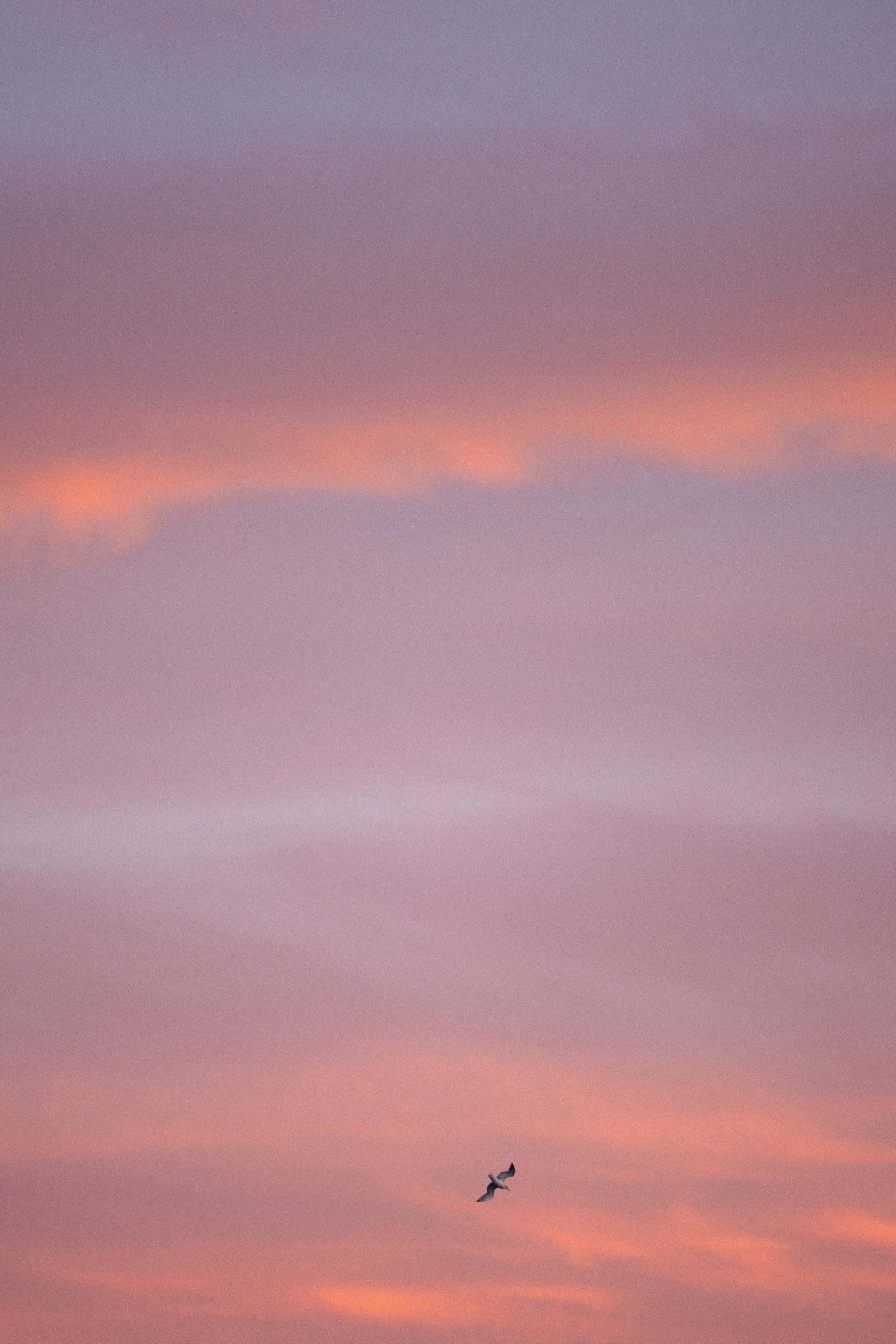 Кольский. Фотограф и видеограф анималист Аганина Дарья