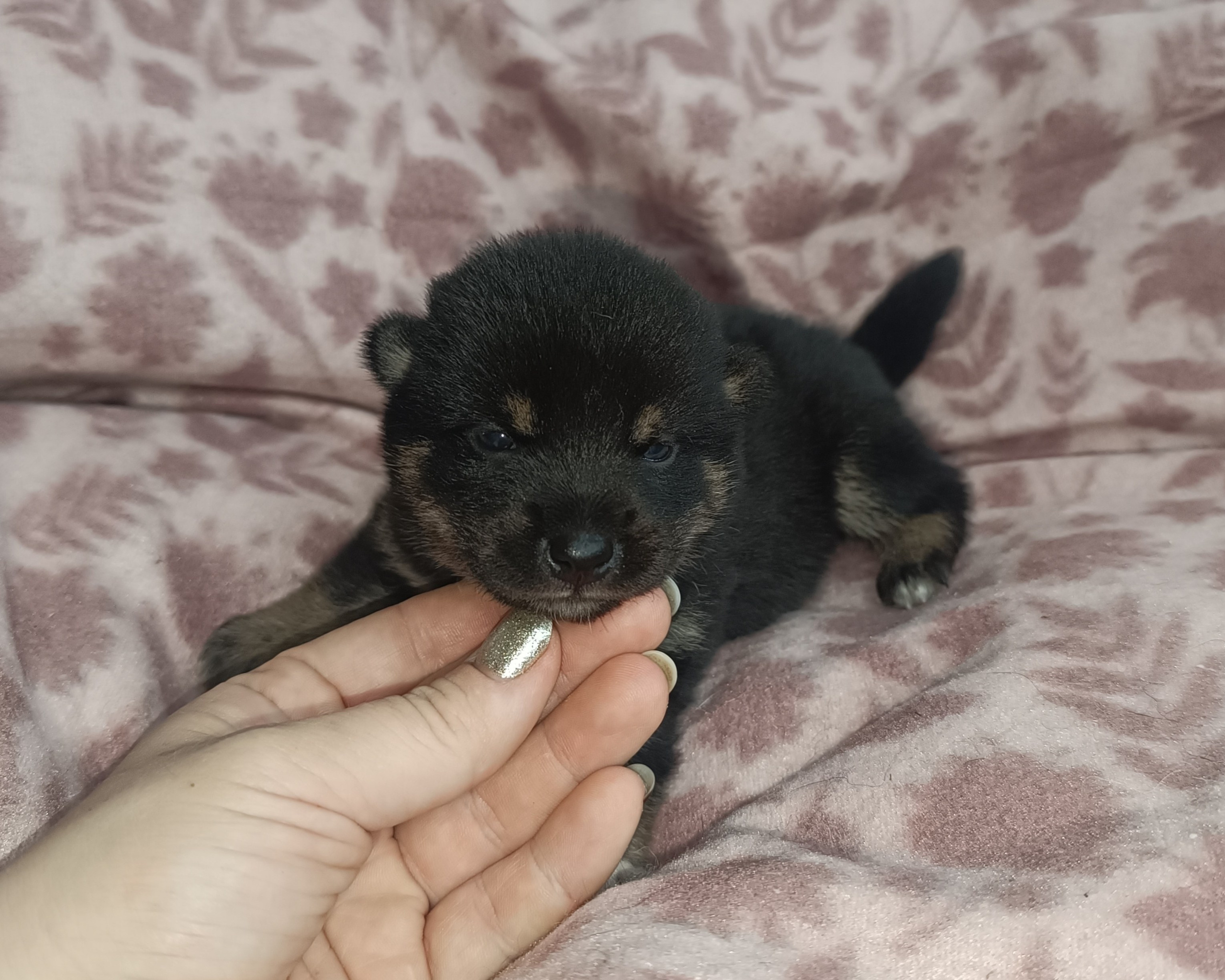 Rubylight Osanna. Американская акита I Сиба ину I Питомник RUBYLIGHT