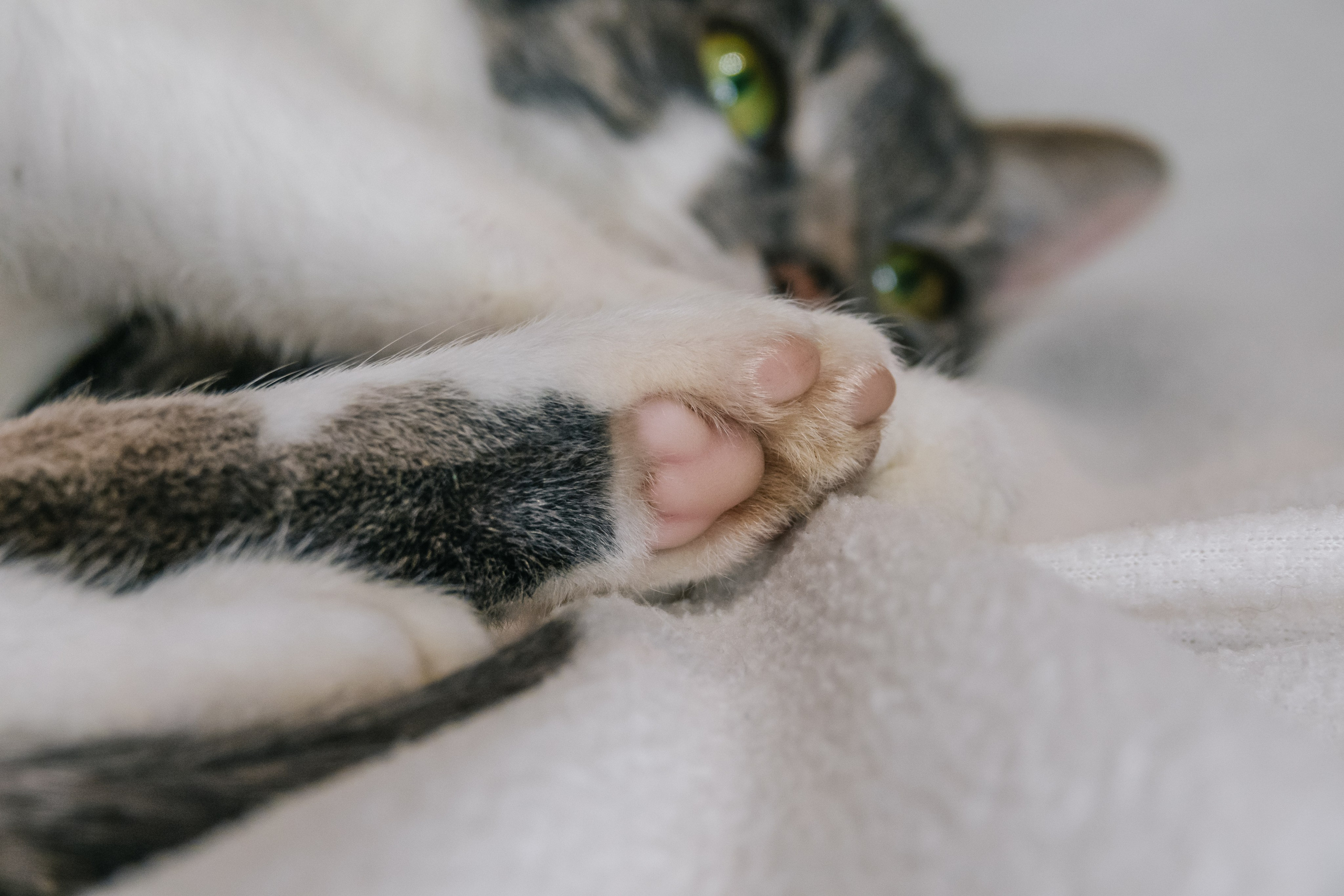 Кошка Машка ищет дом. Фотограф-анималист в Москве Юлия Лайхо