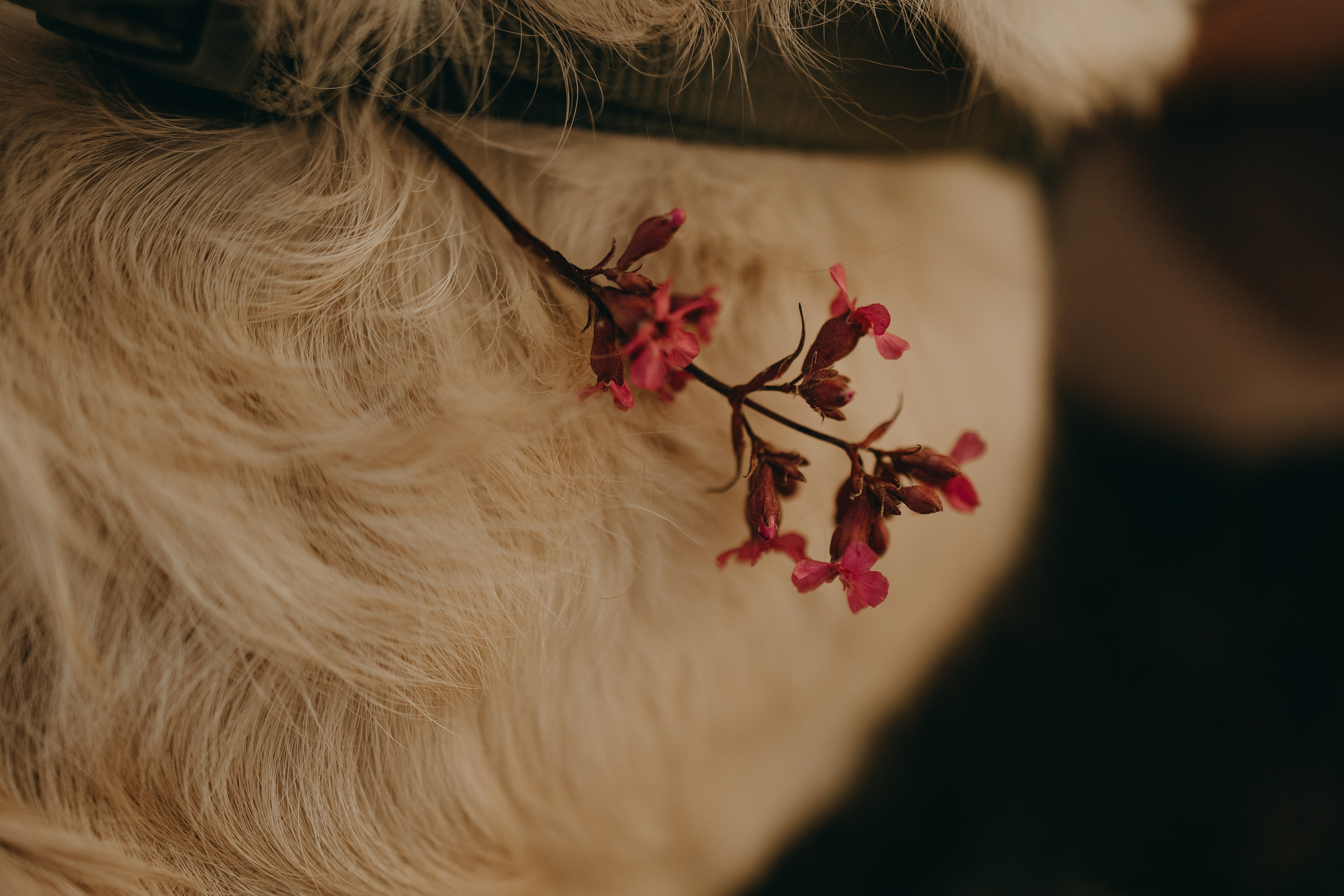 Милка и ребята. Фотограф — Анималист | Санкт-Петербург