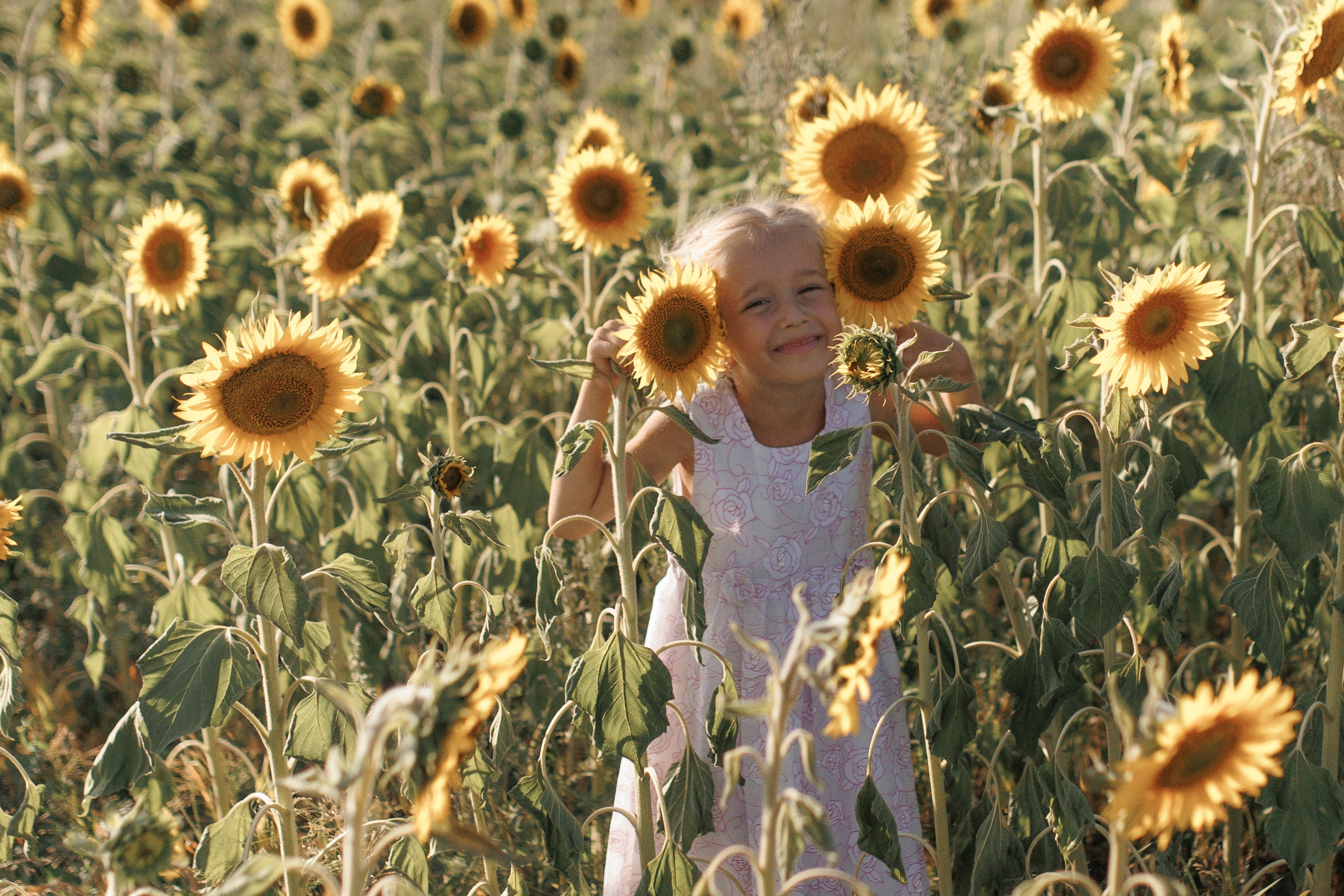 Дети и подсолнухи. Семейный фотограф lifestyle в Новосибирске Елена Шпилевая