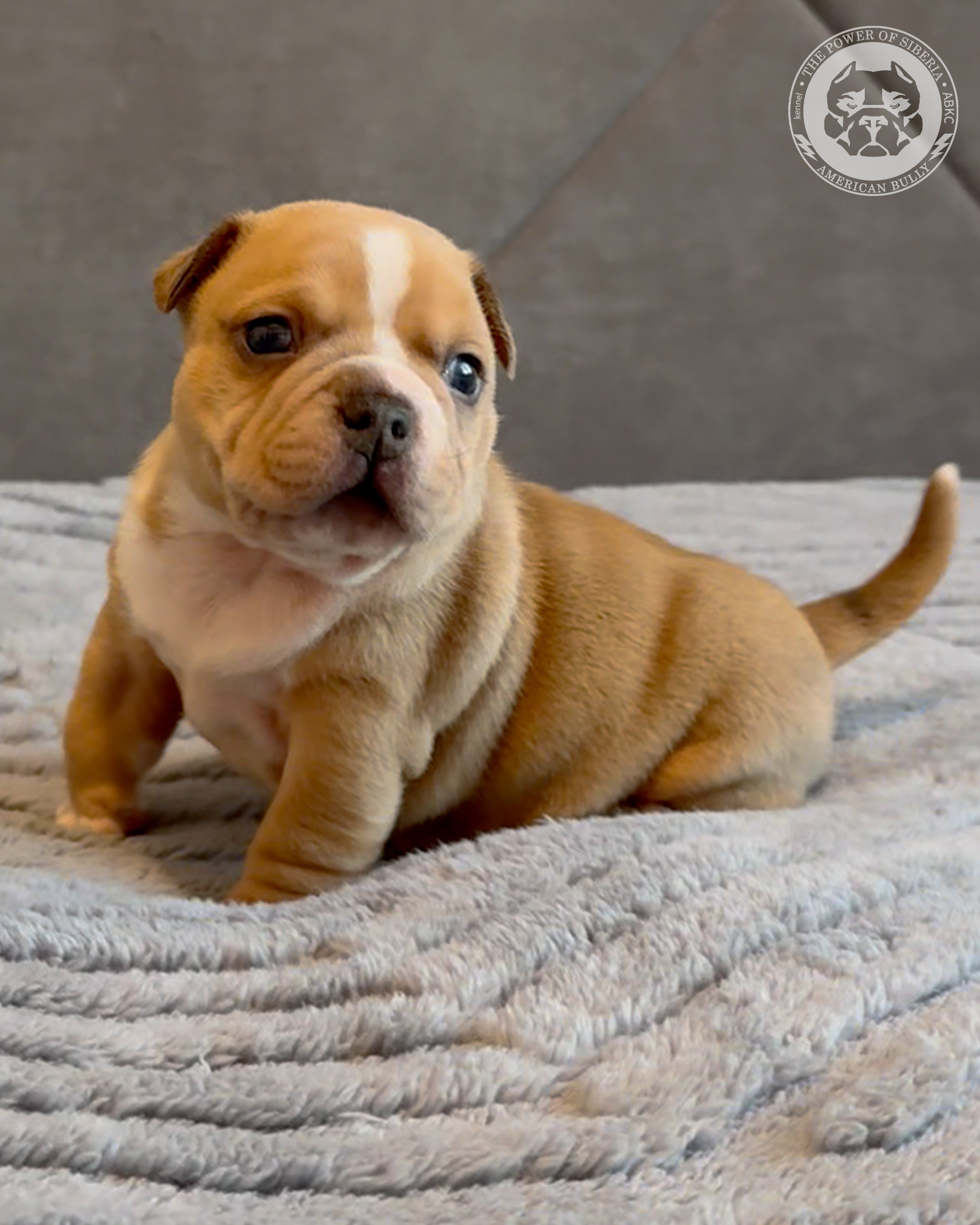 Свободные щенки Американский Булли, в типах покет, классик, стандарт. Американский Булли в г. Ростов-на-Дону. Питомник THE POWER OF SIBERIA