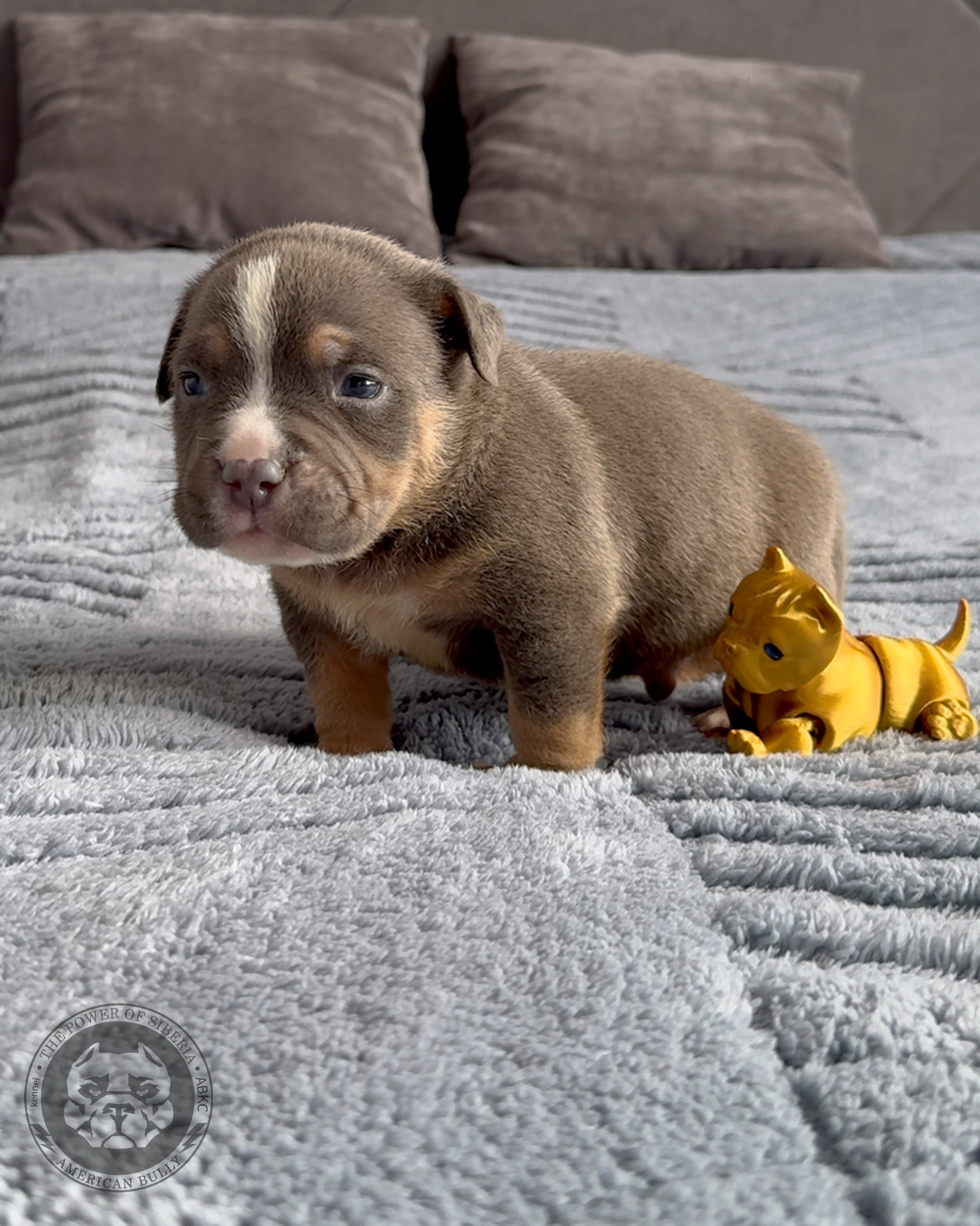 Свободные щенки Американский Булли, в типах покет, классик, стандарт. Американский Булли в г. Ростов-на-Дону. Питомник THE POWER OF SIBERIA