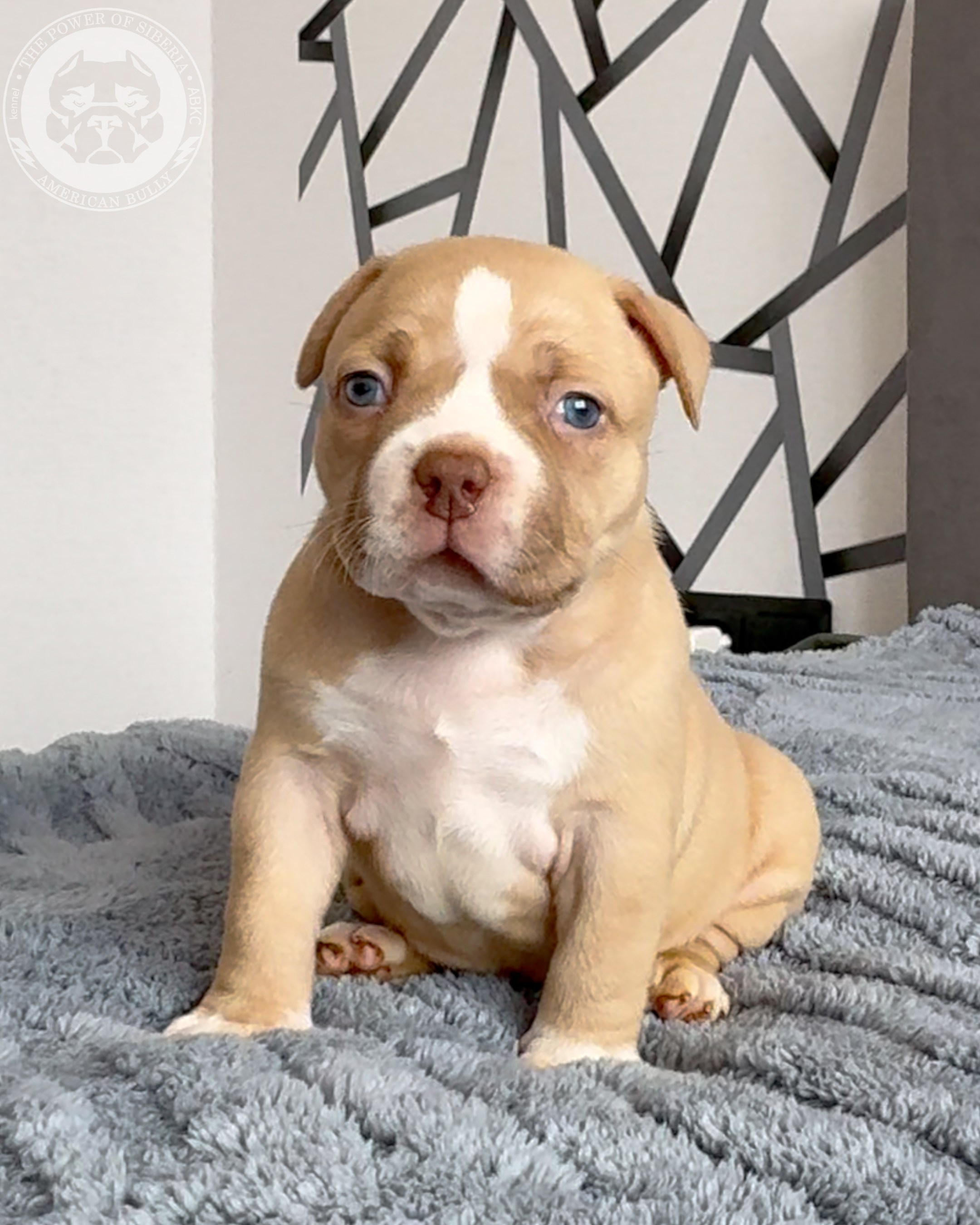 21.02.26-Мила-Турук. Американский Булли в г. Ростов-на-Дону. Питомник THE POWER OF SIBERIA