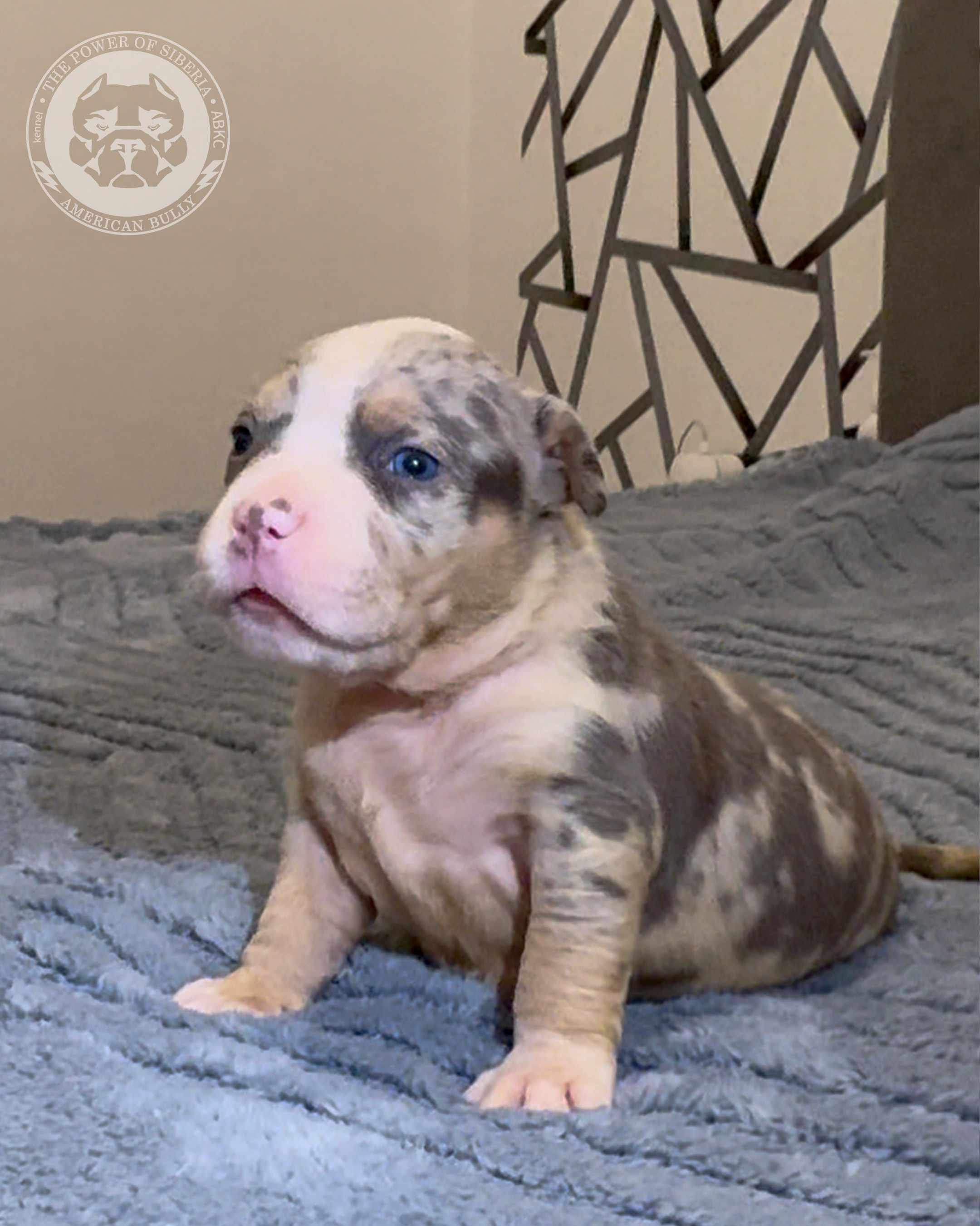 Свободные щенки Американский Булли стандарт и Свободные щенки Американский Булли классик. Американский Булли в г. Ростов-на-Дону. Питомник THE POWER OF SIBERIA