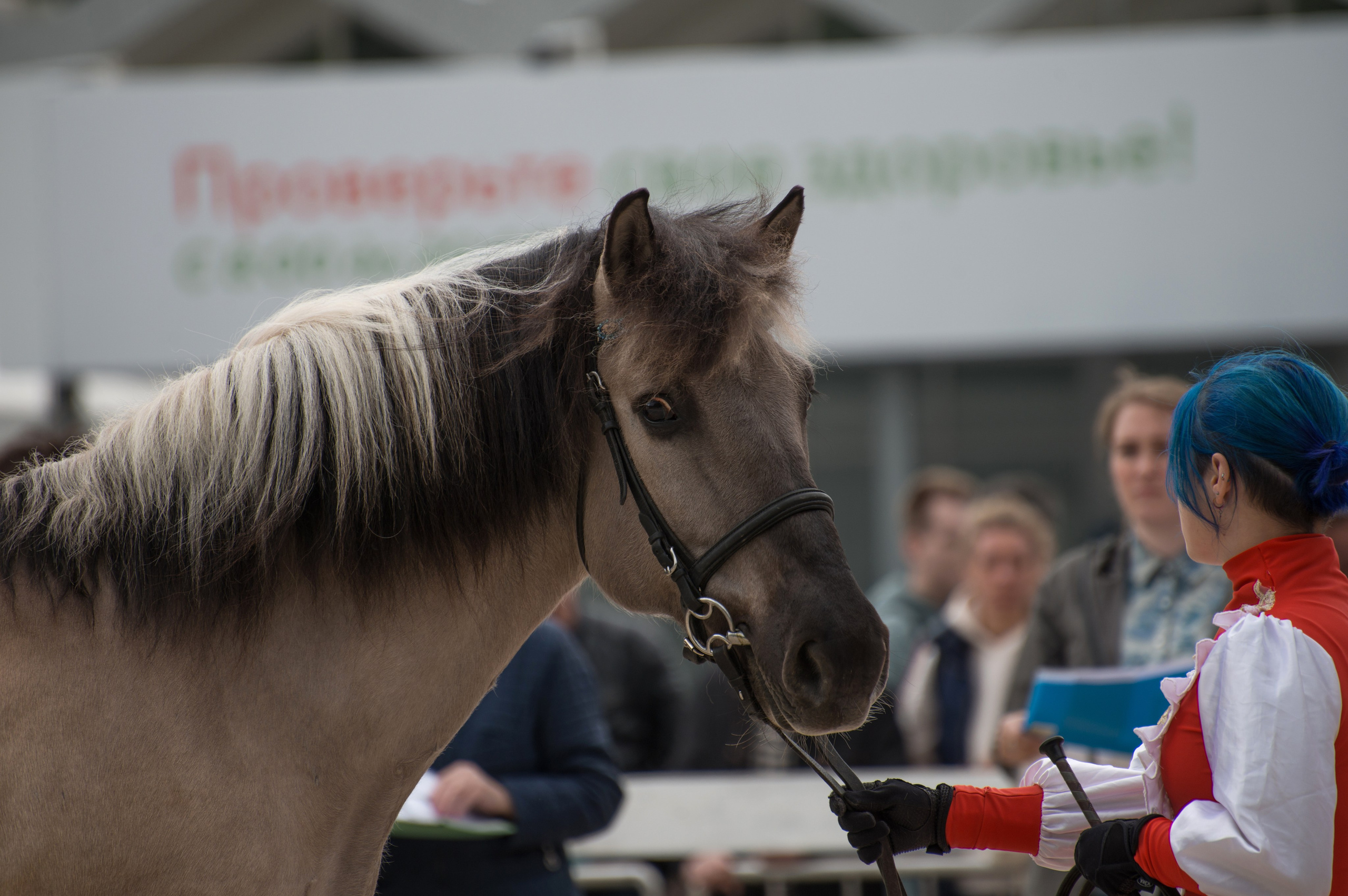 Эквирос. Конный фотограф в Саратове Юлия Иванова