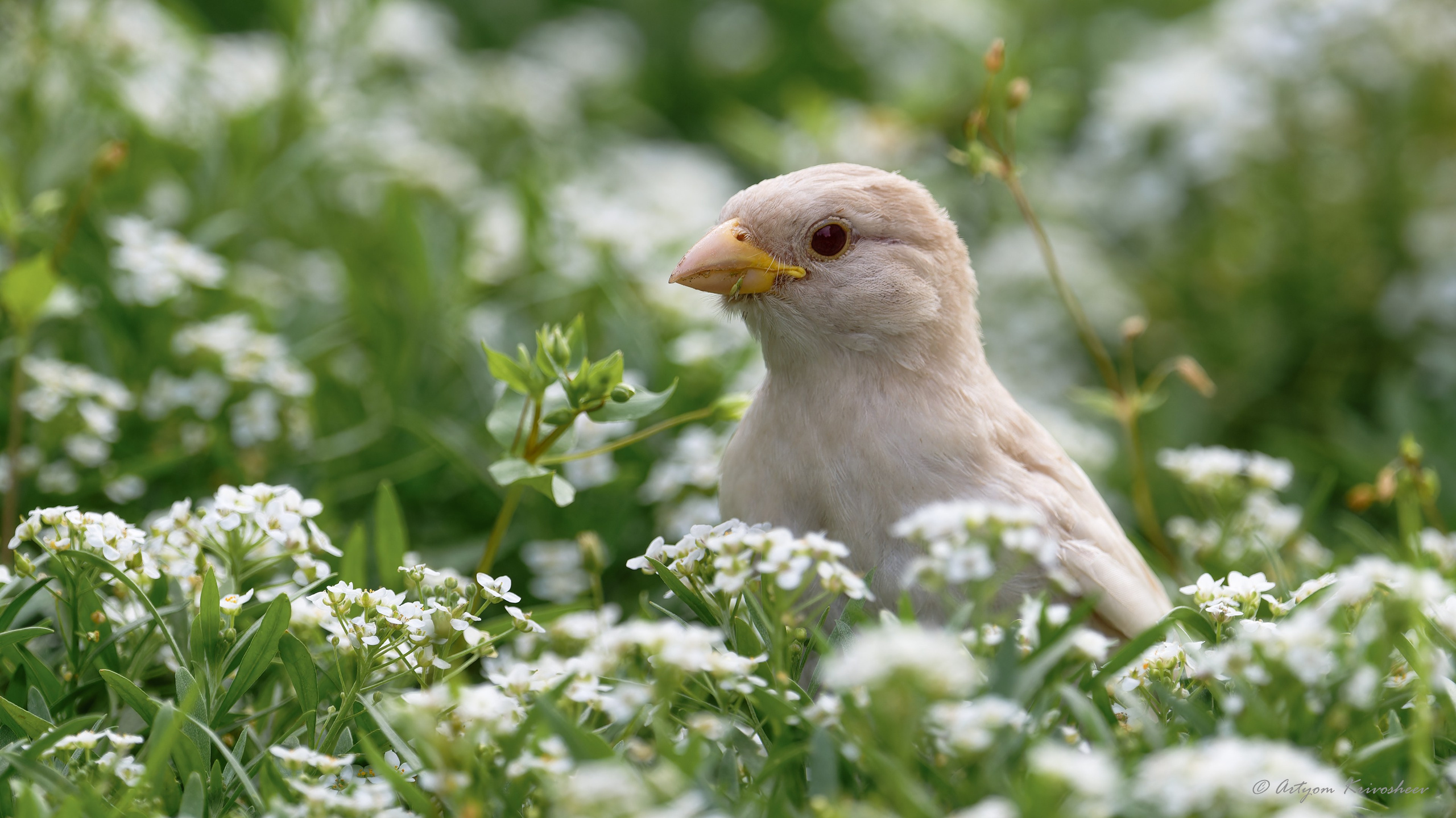 Фотоохота. Фотограф и путешественник Артём Кривошеев