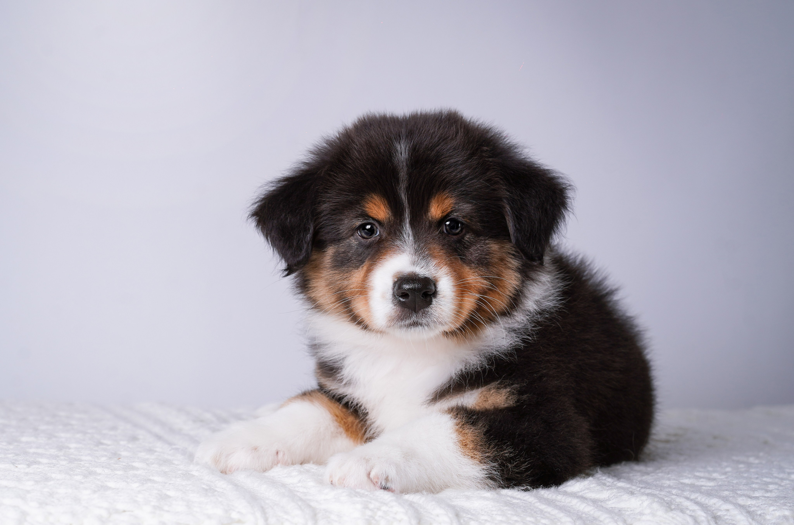 Щенки аусси. Фотограф-анималист в Санкт-Петербурге Яна Мартынова