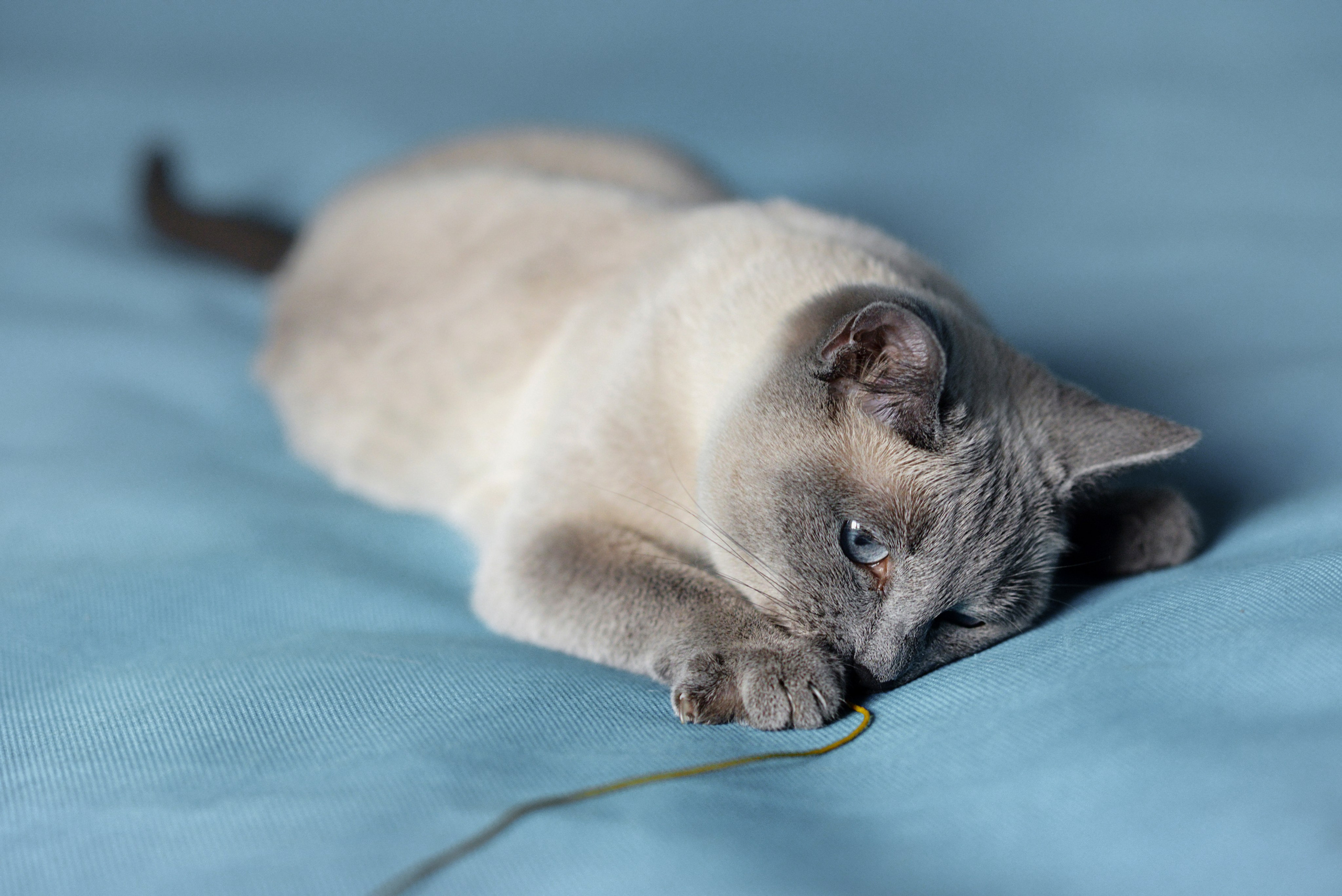 Любимые питомцы. Наталия Моргунова. Фотограф в Королеве и Москве