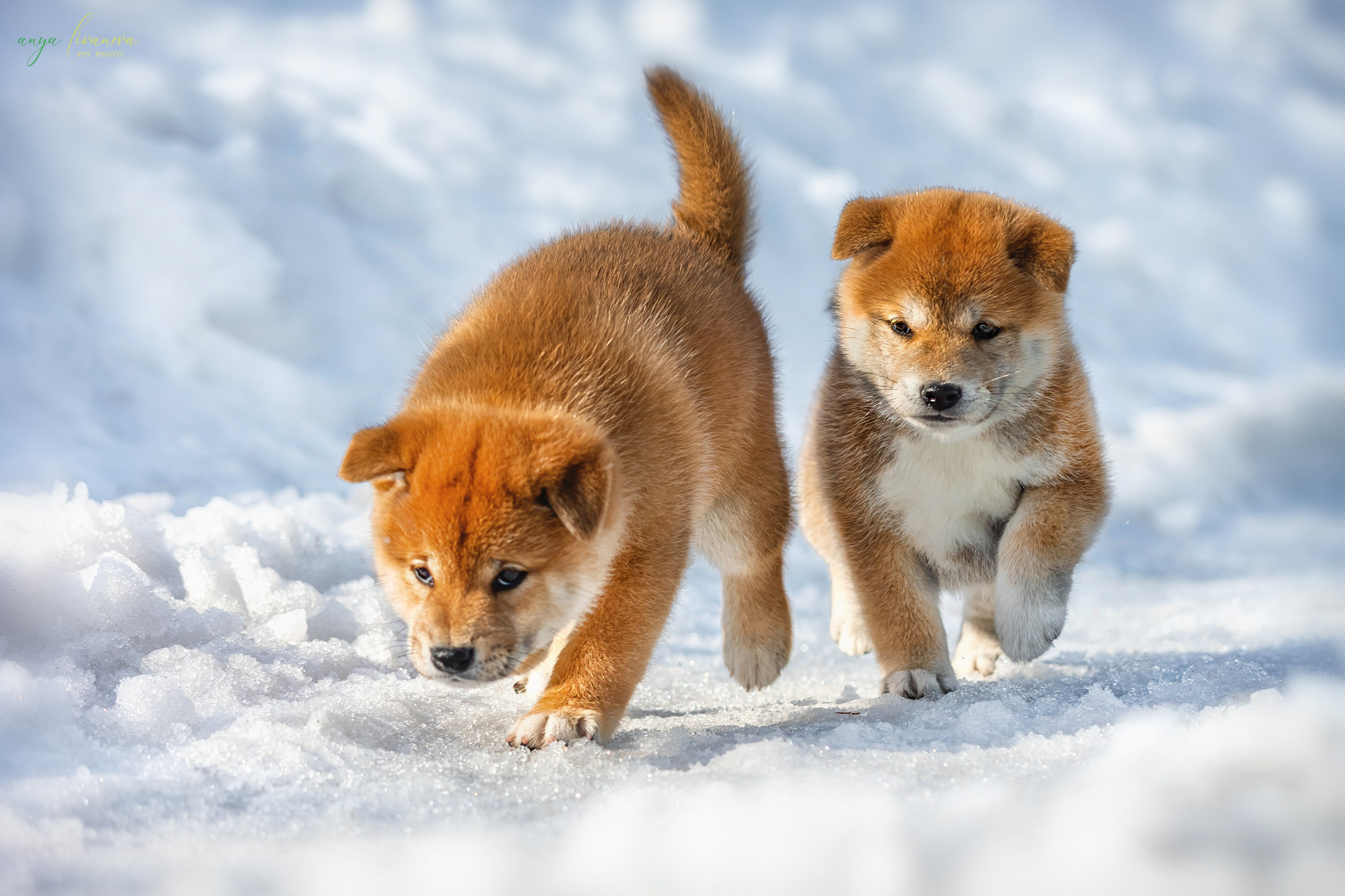 Сибы. Фотограф анималист Аня Ливанова | Рыбинск