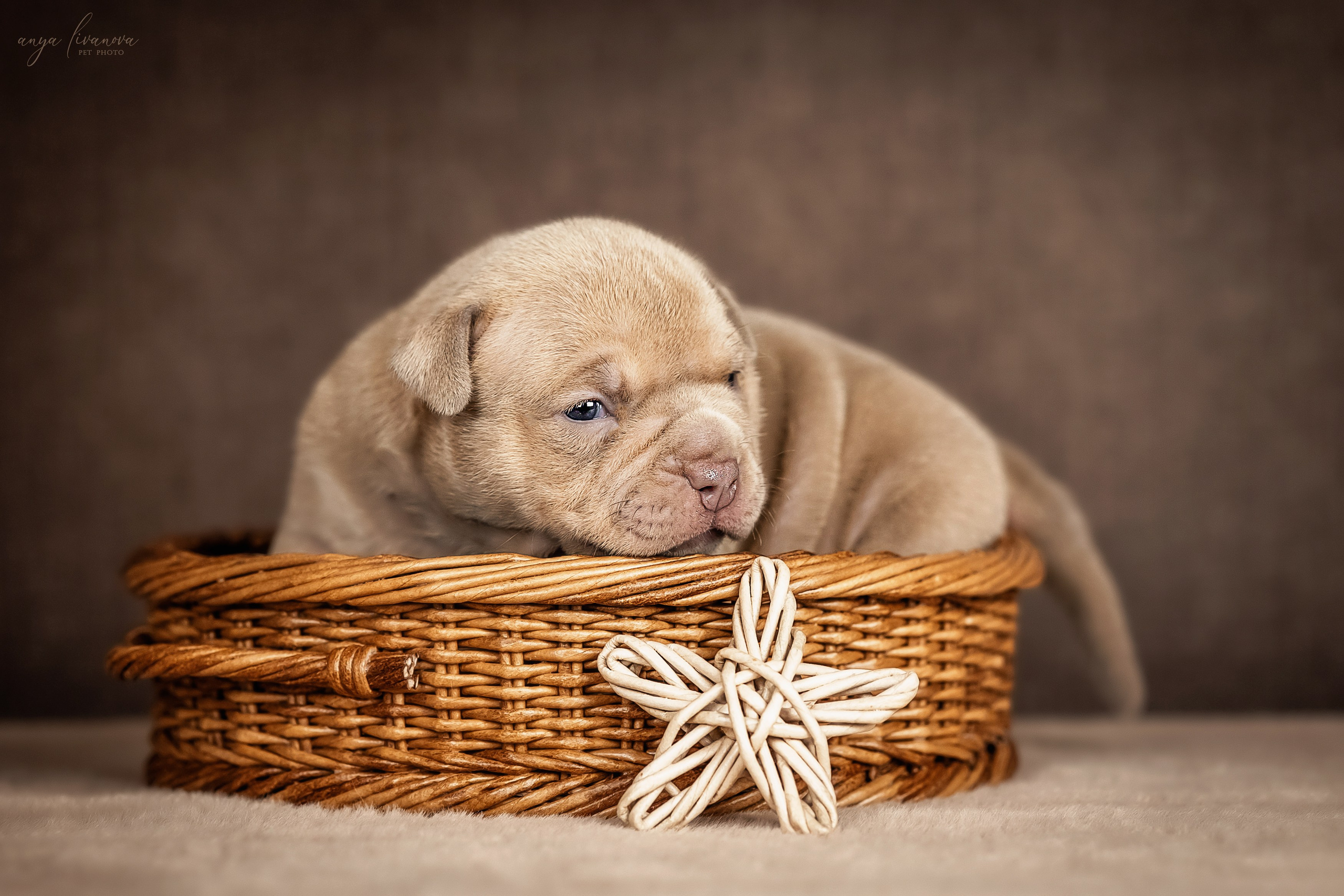 Амбулли. Фотограф анималист Аня Ливанова | Рыбинск