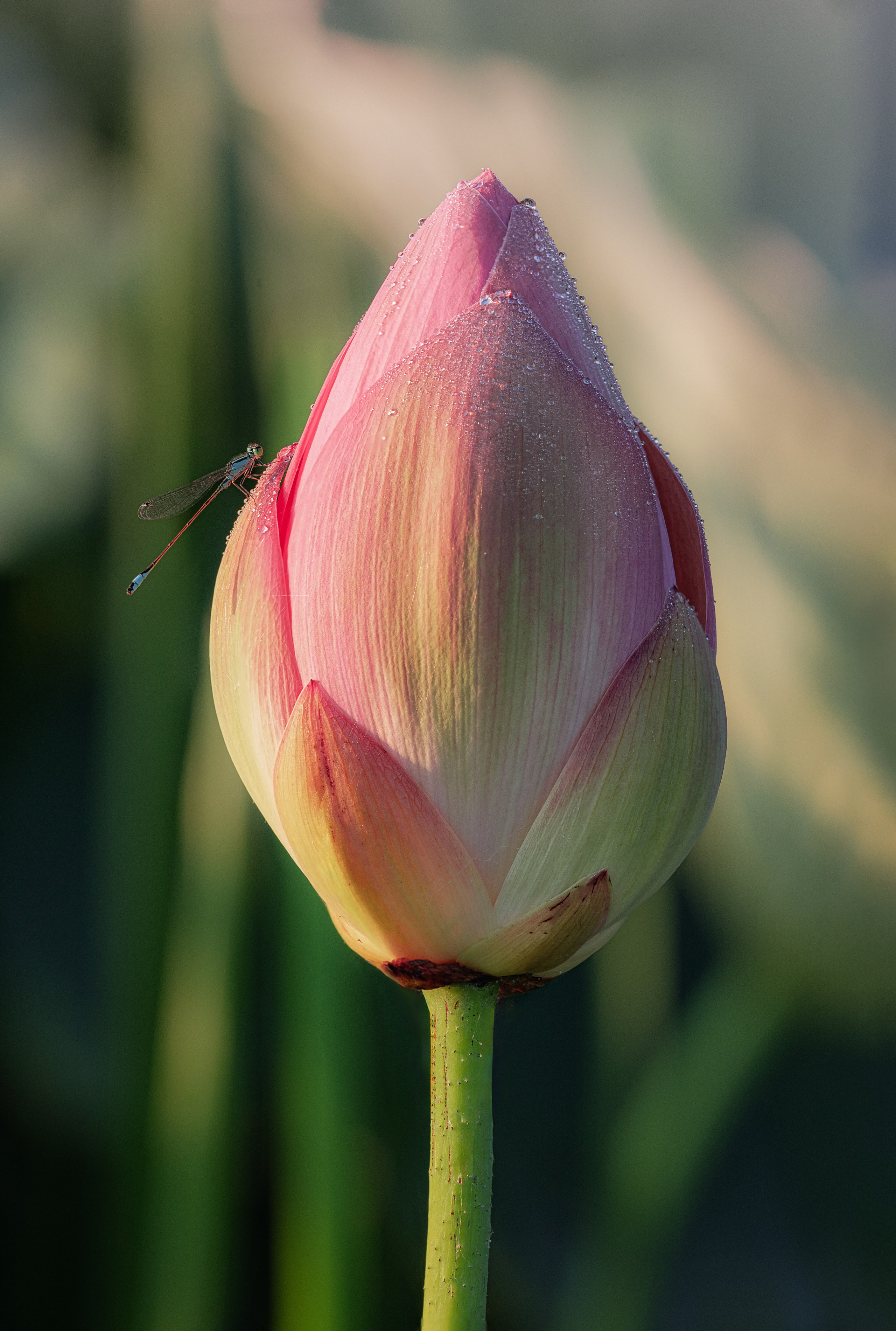 Астраханская область 2025 | Фотограф Дмитрий Купрацевич. Дмитрий Купрацевич профессиональный пейзажный и travel-фотограф