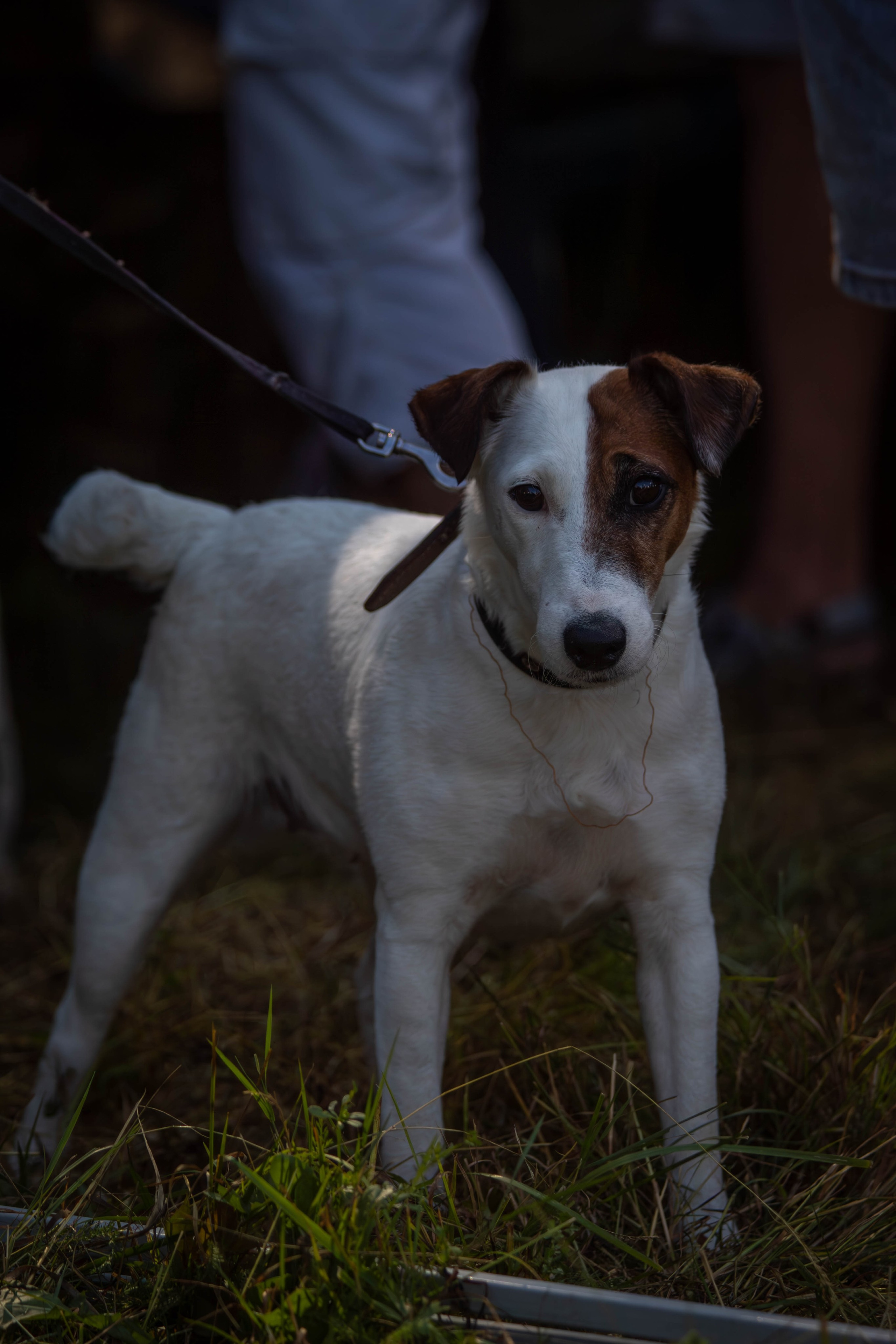 Репортажная съемка в Туле. Фотограф анималист — Тула, Москва